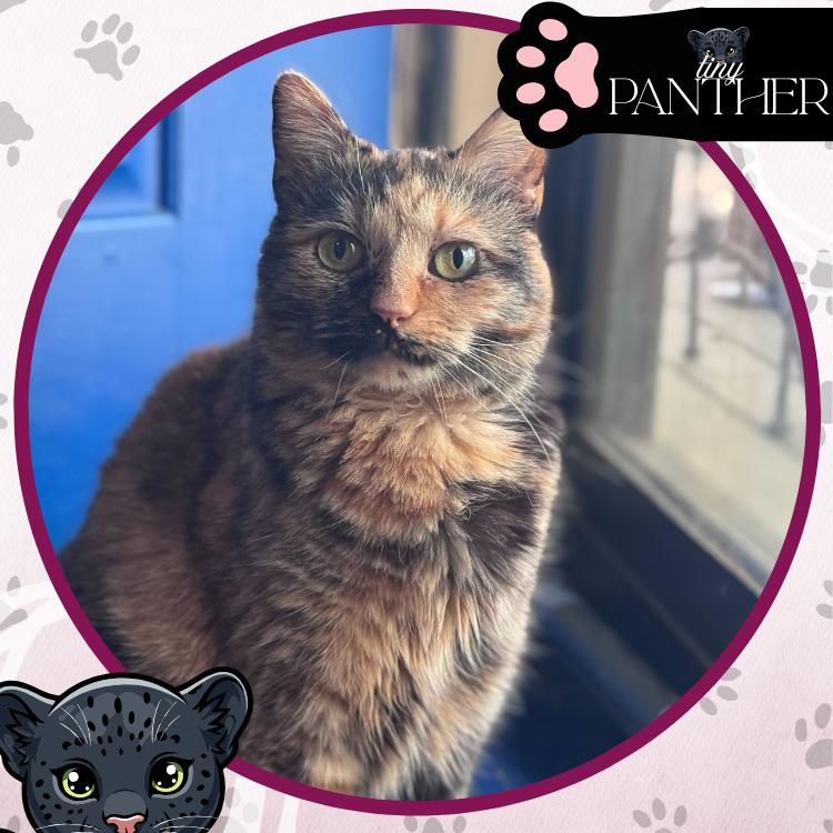 Oblina, a Adoptable Domestic Short Hair in Toms River, NJ image 6/6