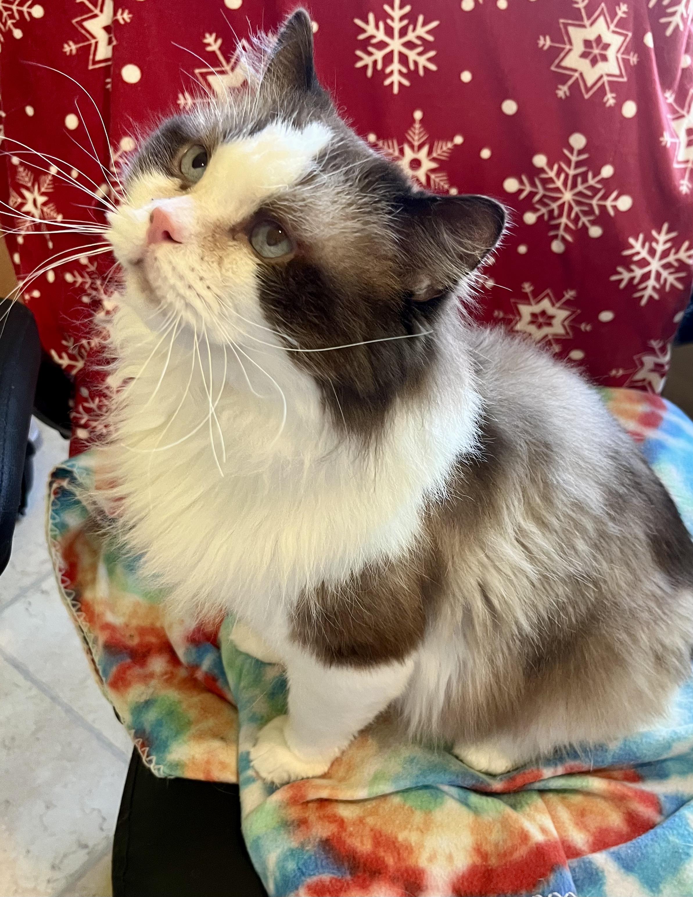FRANKIE, a ADOPTABLE Ragdoll in OshKosh, WI image 3/4