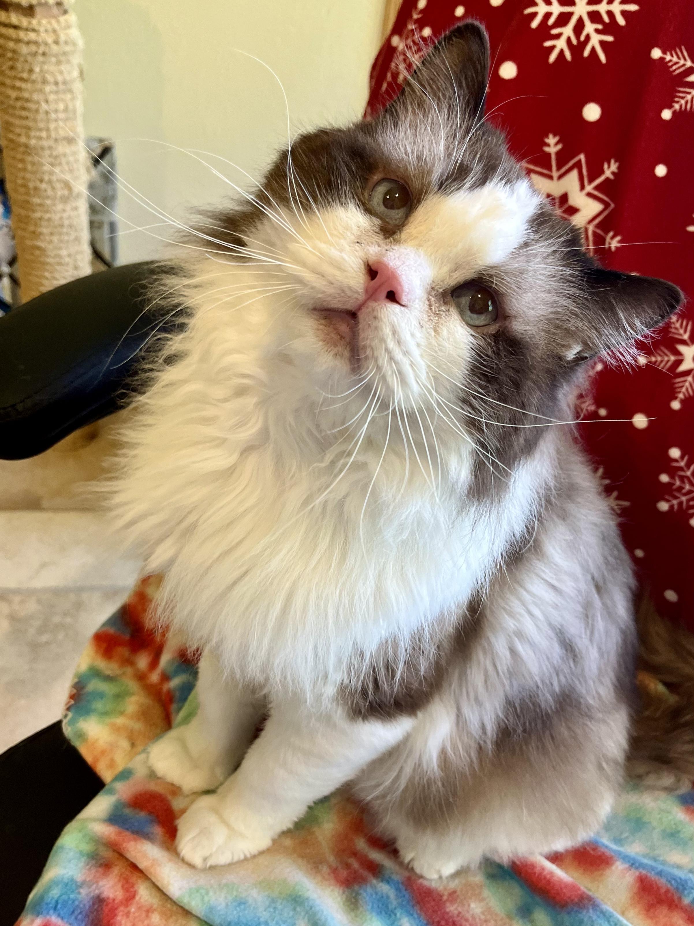 FRANKIE, a ADOPTABLE Ragdoll in OshKosh, WI image 4/4