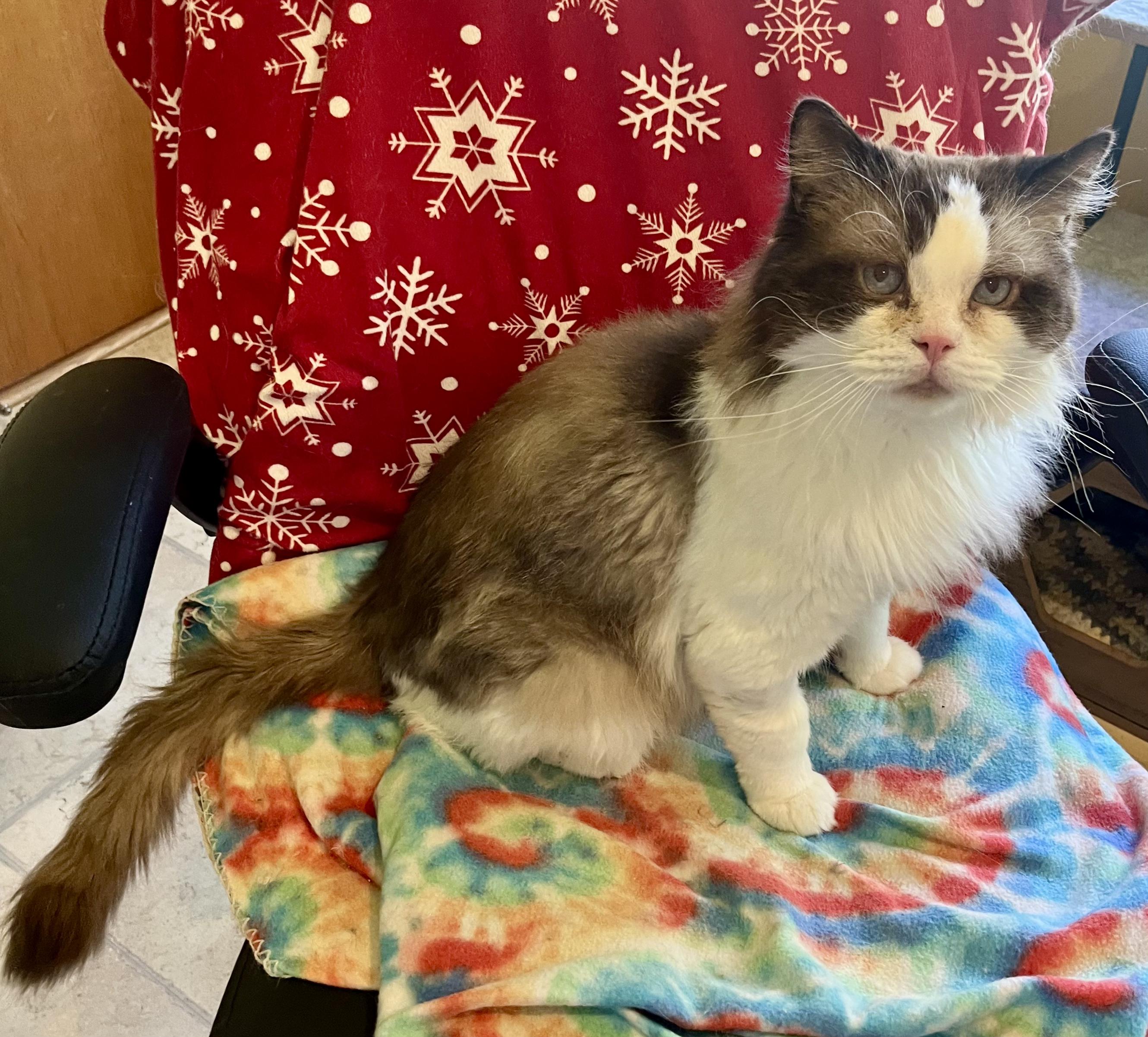 FRANKIE, a ADOPTABLE Ragdoll in OshKosh, WI image 2/4