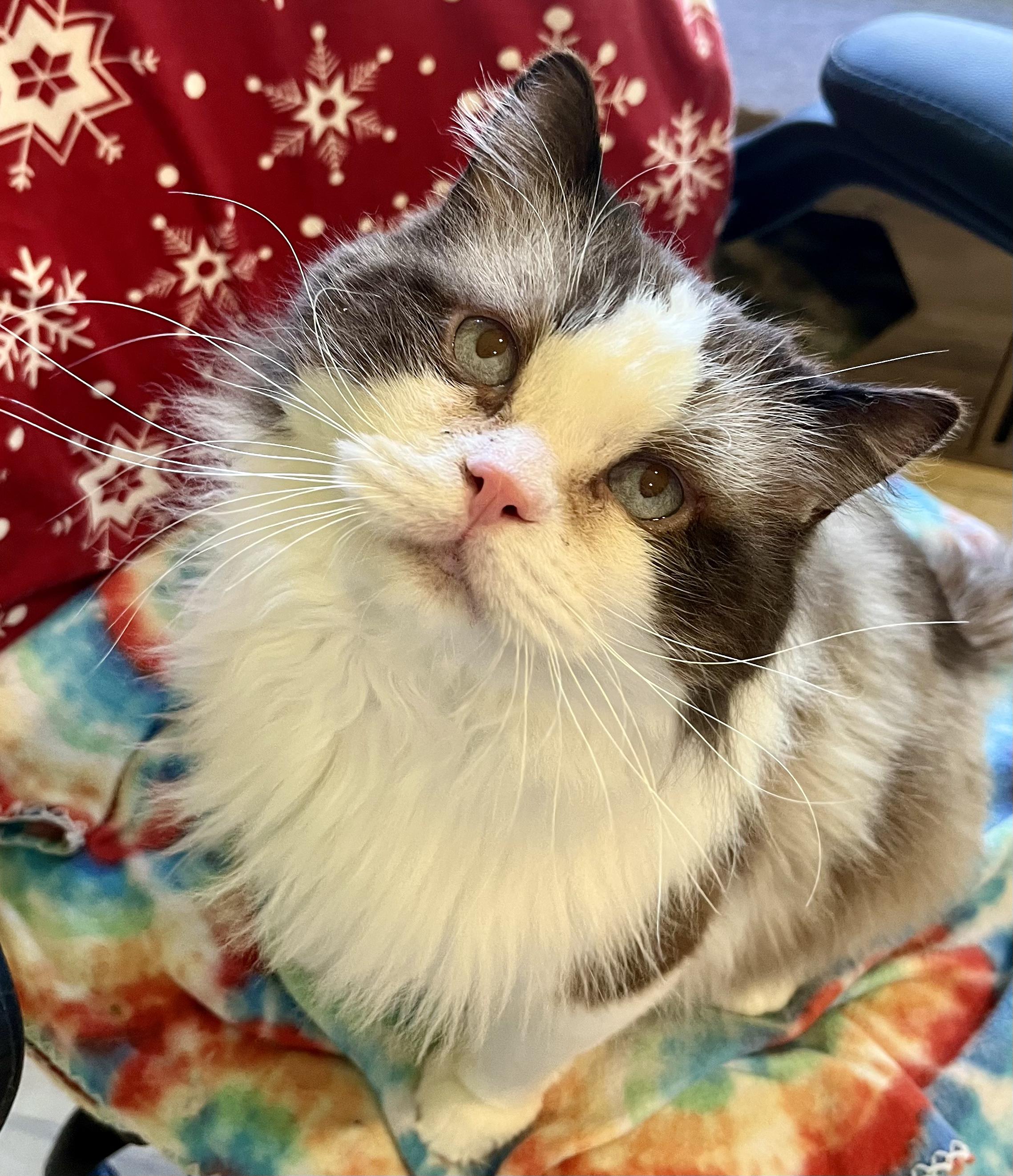 FRANKIE, ADOPTABLE, Adult Male Ragdoll.