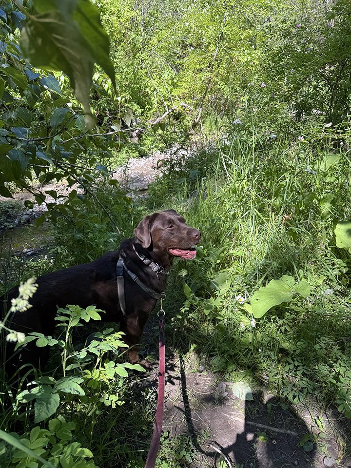 NOVA, an adoptable Labrador Retriever in West Vancouver, BC, V7V 1J8 | Photo Image 5