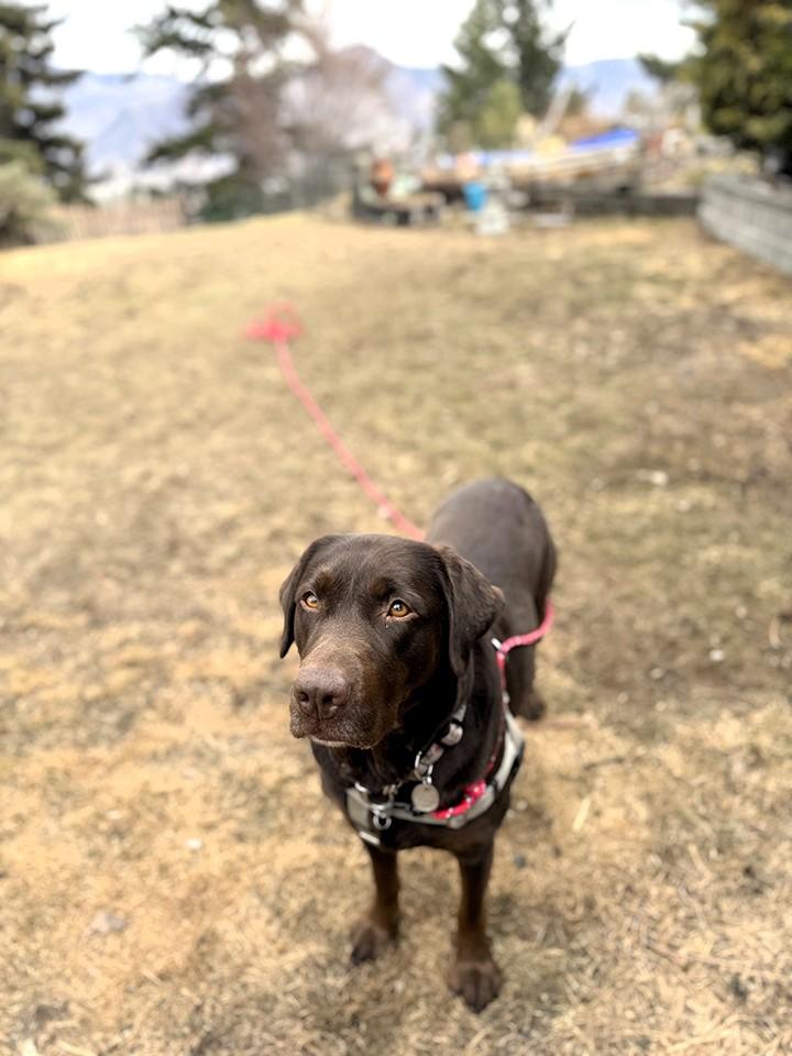 NOVA, an adoptable Labrador Retriever in West Vancouver, BC, V7V 1J8 | Photo Image 3