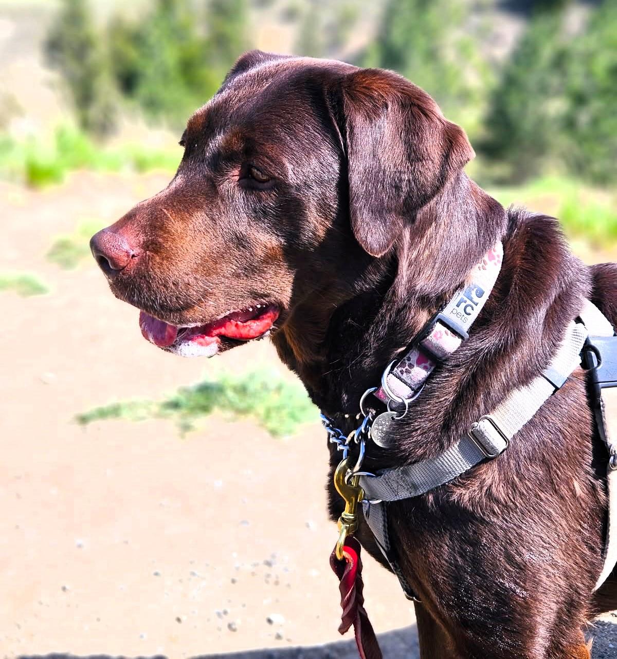 NOVA, an adoptable Labrador Retriever in West Vancouver, BC, V7V 1J8 | Photo Image 4