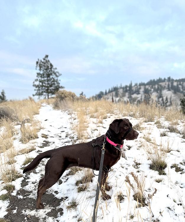 NOVA, an adoptable Labrador Retriever in West Vancouver, BC, V7V 1J8 | Photo Image 2