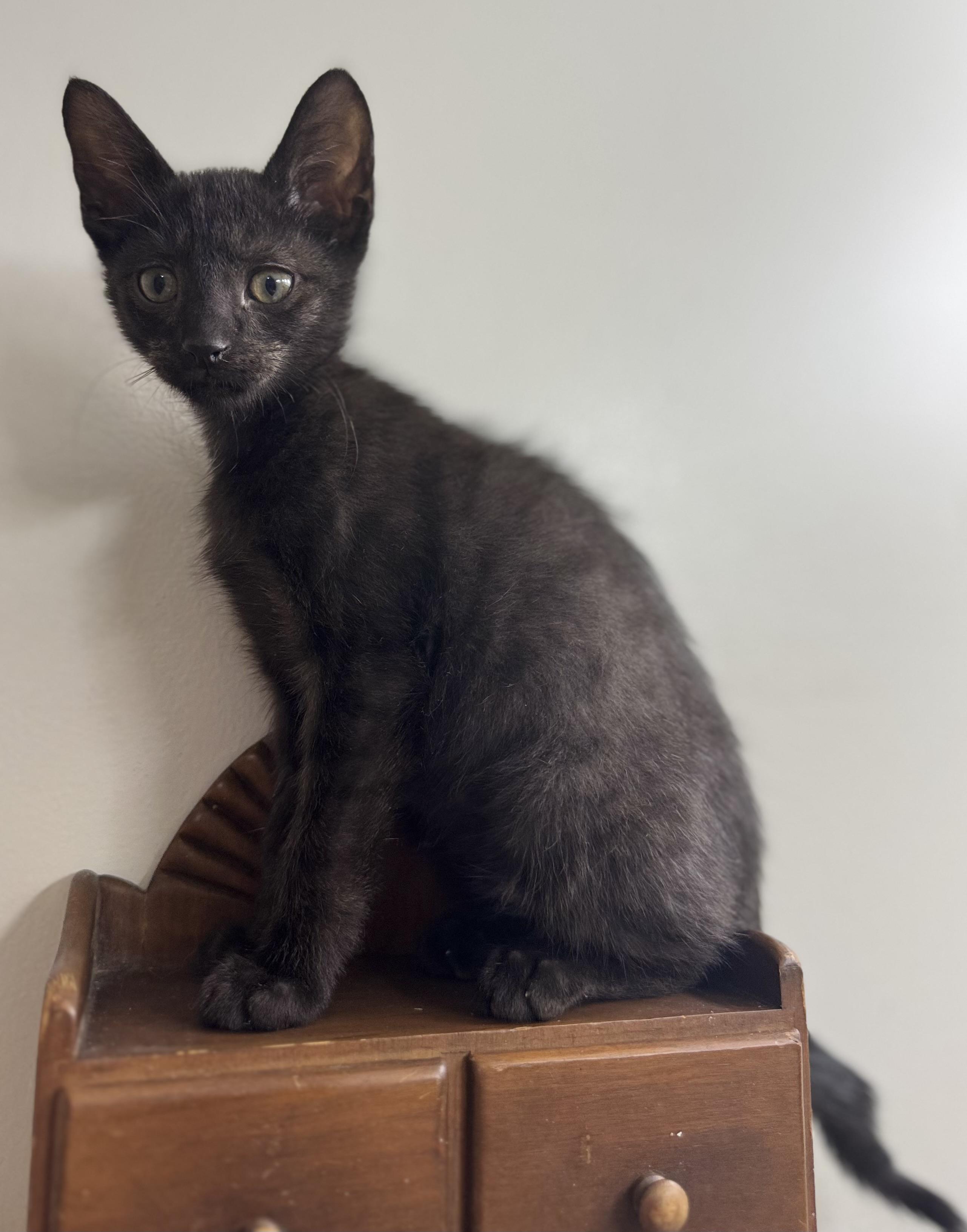 Enlarge Dale Earnhardt, a Adopted Domestic Short Hair in Randolph, AL image 1/1