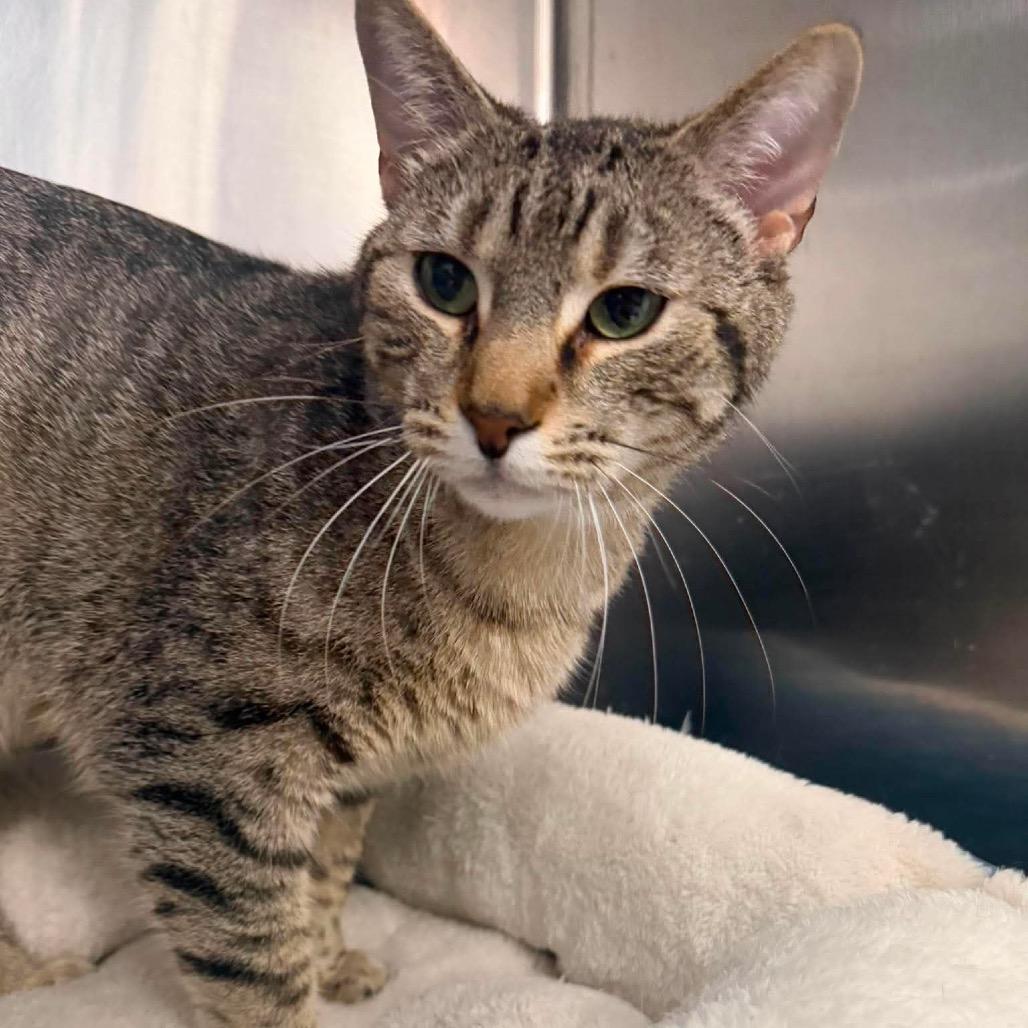 Aladdin, Adoptable, Adult Male Domestic Short Hair.
