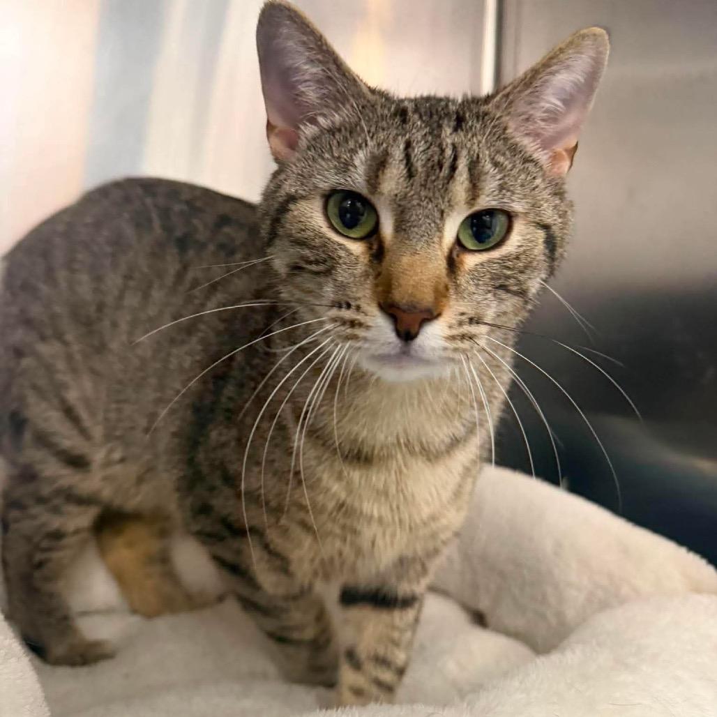Enlarge Aladdin, a Adoptable Domestic Short Hair in Chillicothe, IL image 2/2