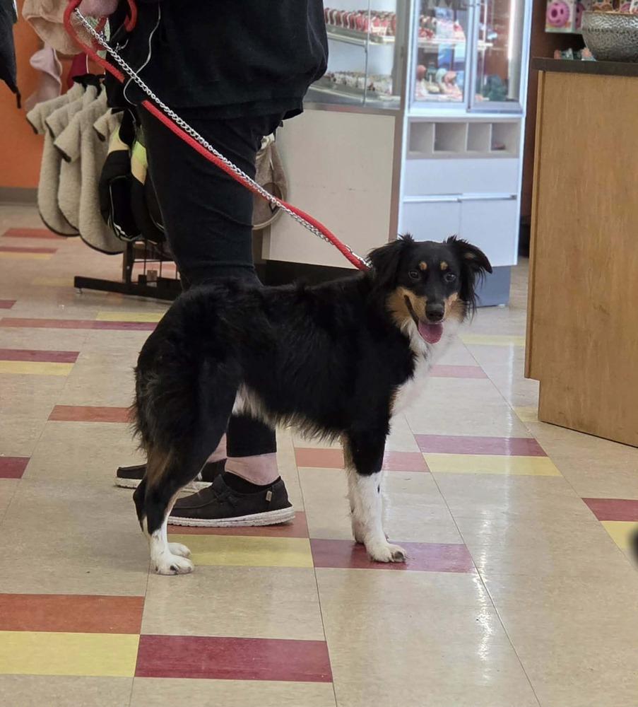 Enlarge Mikey, a Adoptable mixed breed in Peoria, IL image 5/6