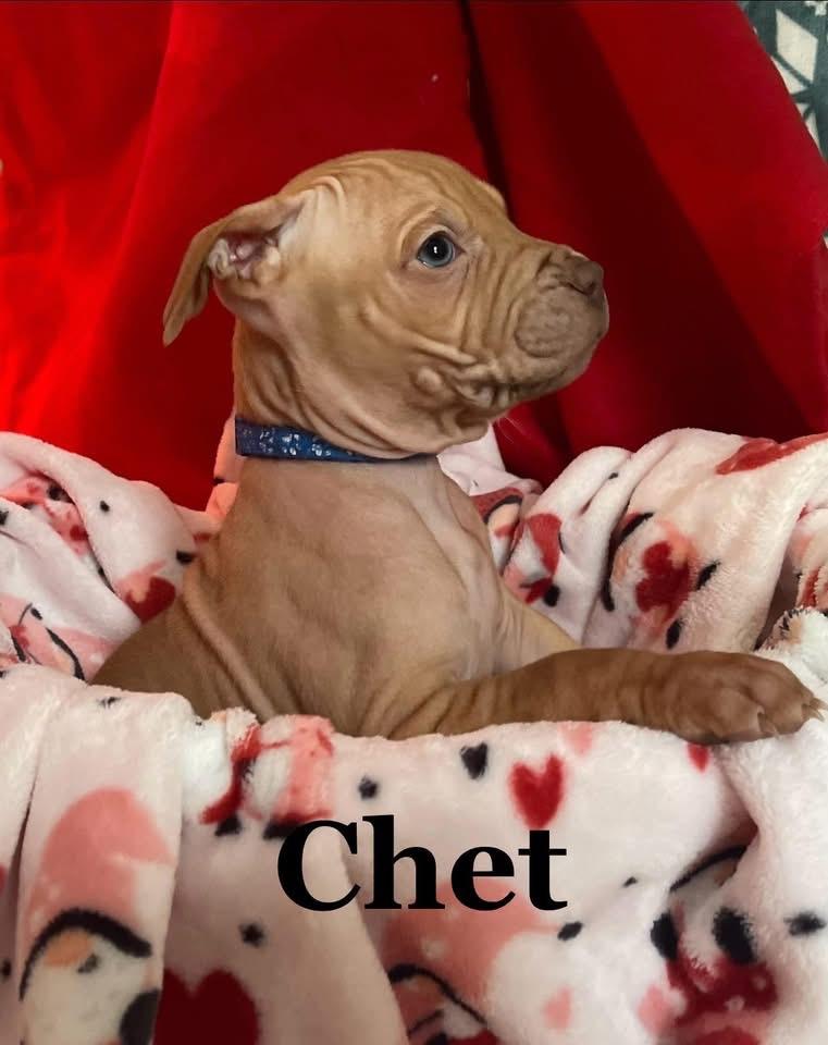Chet , Adoptable, Puppy Male Mixed Breed.
