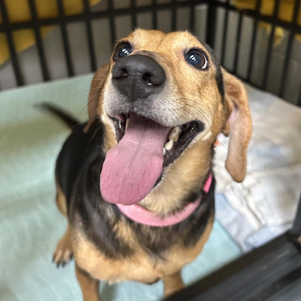 Starla, Adoptable, Adult Female Beagle & Dachshund.