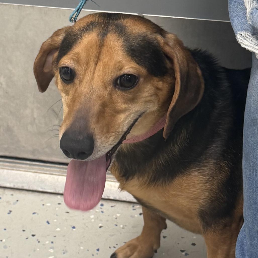 Enlarge Starla, a Adoptable mixed breed in Marion, VA image 1/2