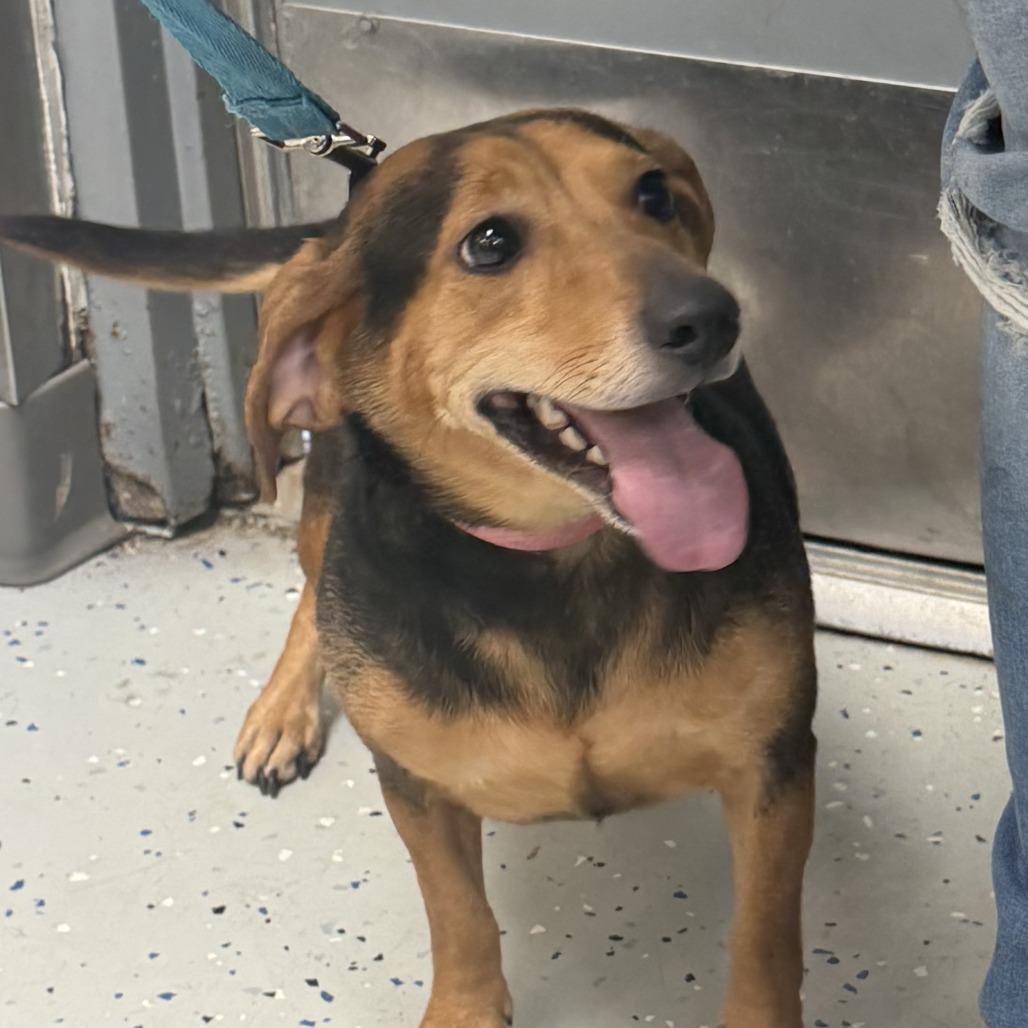 Enlarge Starla, a Adoptable mixed breed in Marion, VA image 2/2