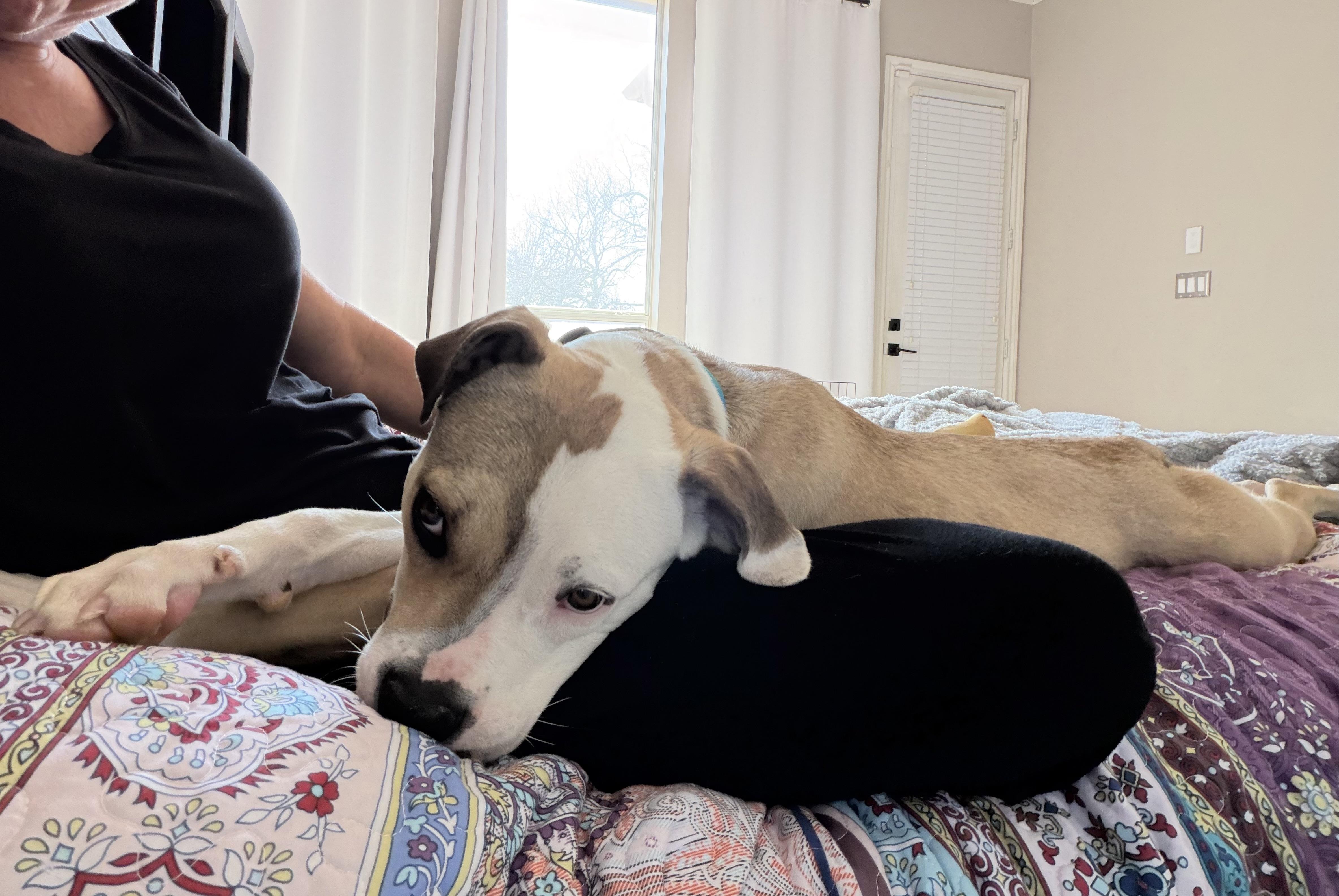 Enlarge Valor, an adopted mixed breed in Minneapolis, MN image 5/6