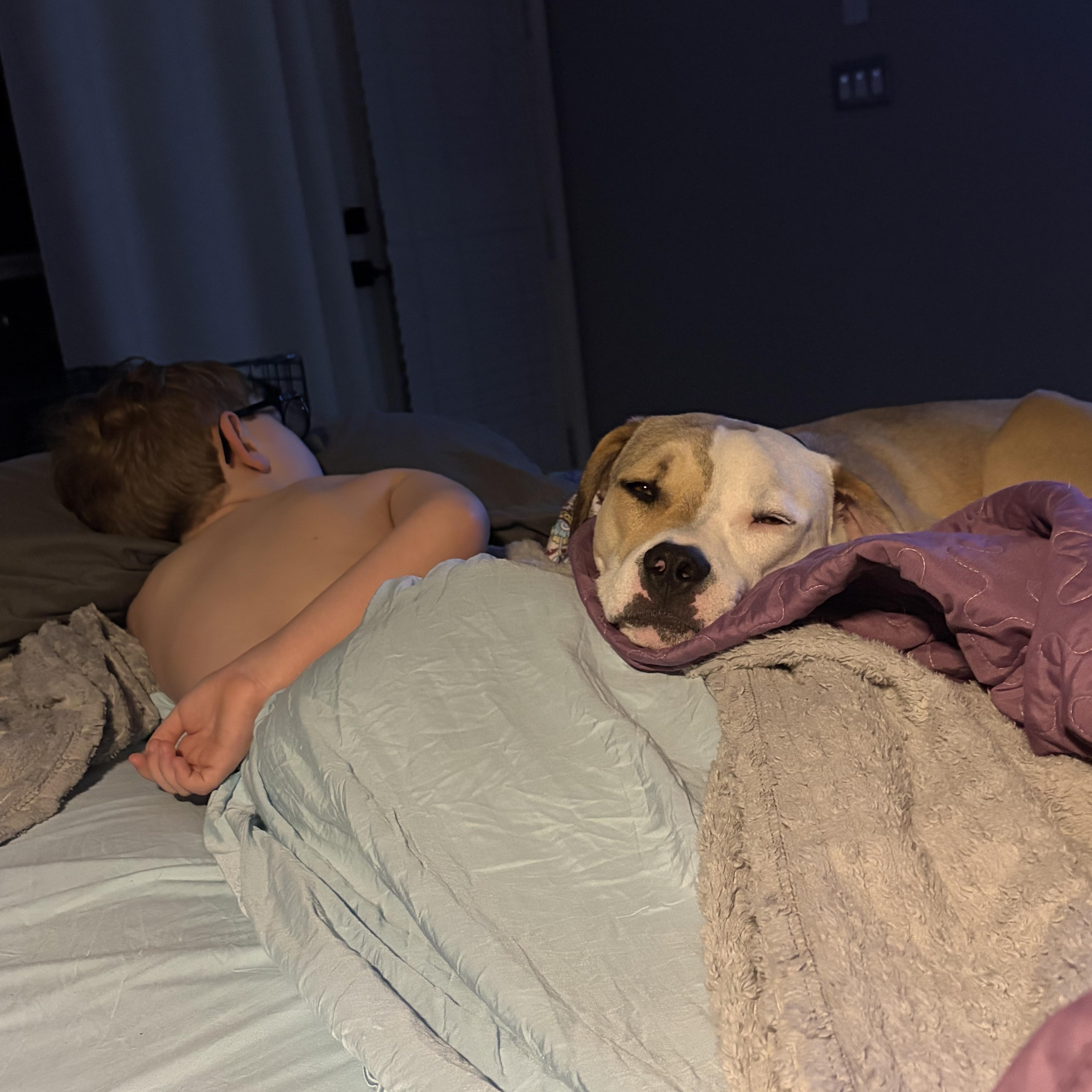 Enlarge Valor, an adopted mixed breed in Minneapolis, MN image 4/6