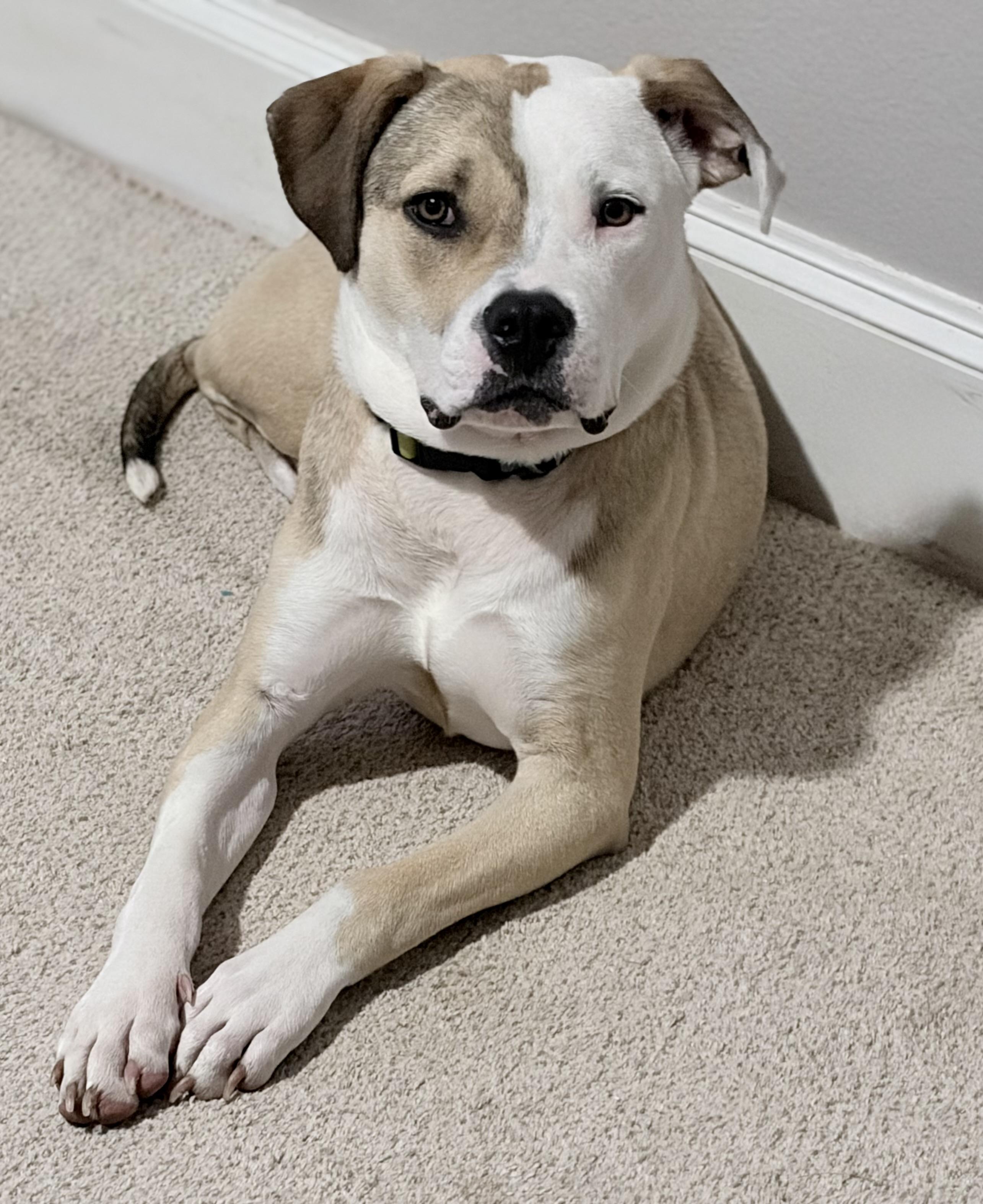 Enlarge Valor, an adopted mixed breed in Minneapolis, MN image 2/6