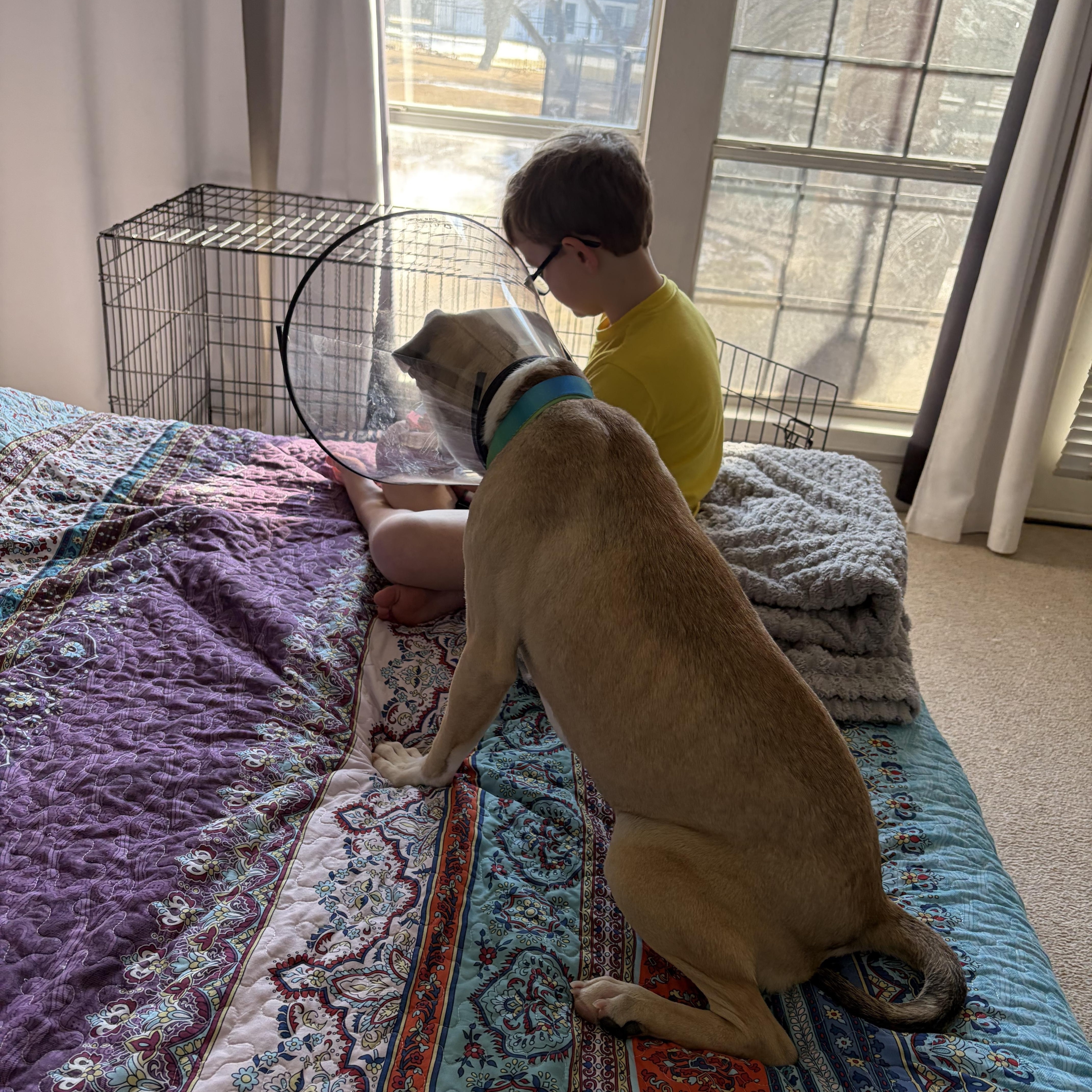 Enlarge Valor, an adopted mixed breed in Minneapolis, MN image 6/6