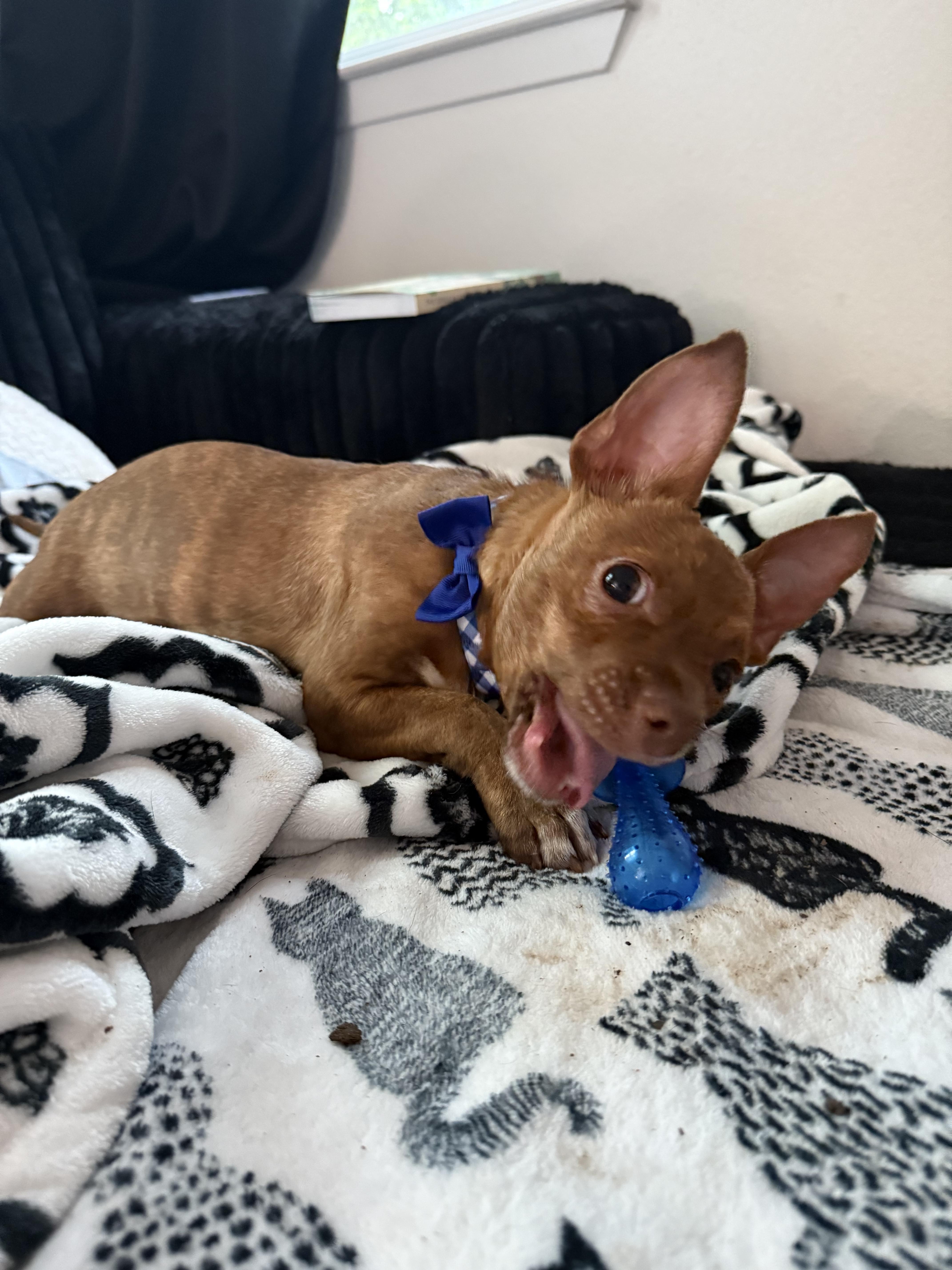 Little Vinny, adopted, Young Male Chiweenie.
