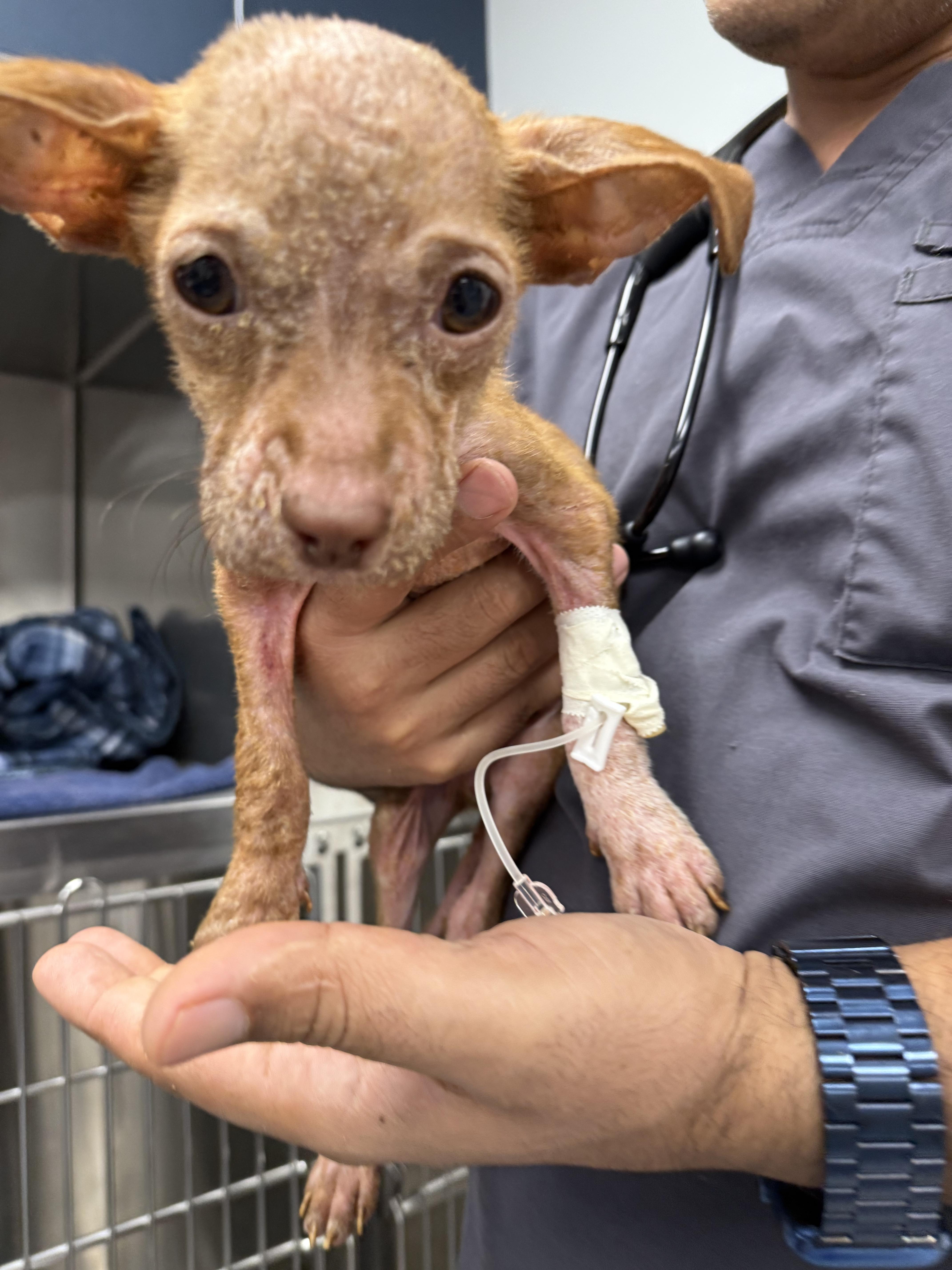 Enlarge Little Vinny, an adopted Chiweenie in Dallas, TX image 2/5