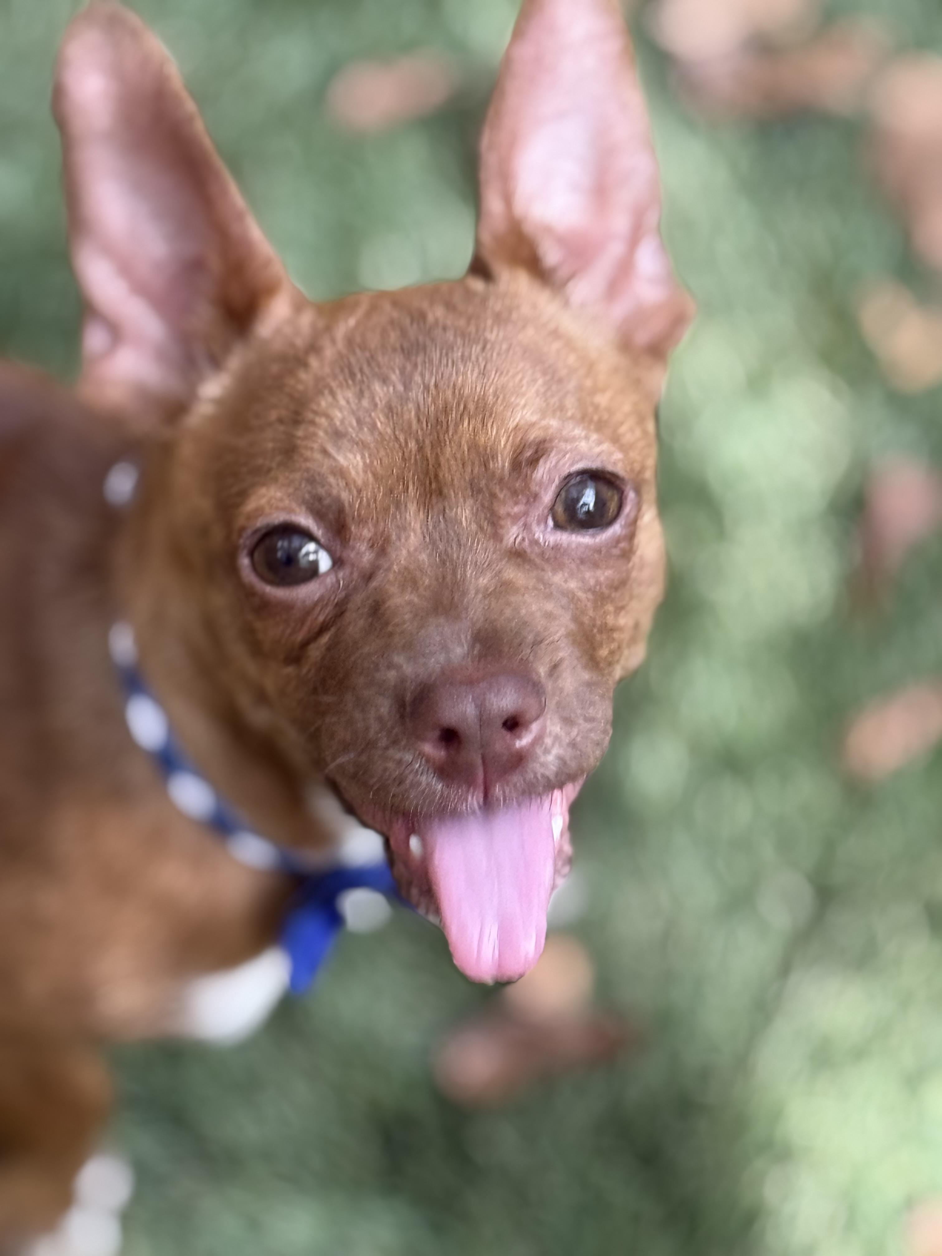 Enlarge Little Vinny, an adopted Chiweenie in Dallas, TX image 4/5