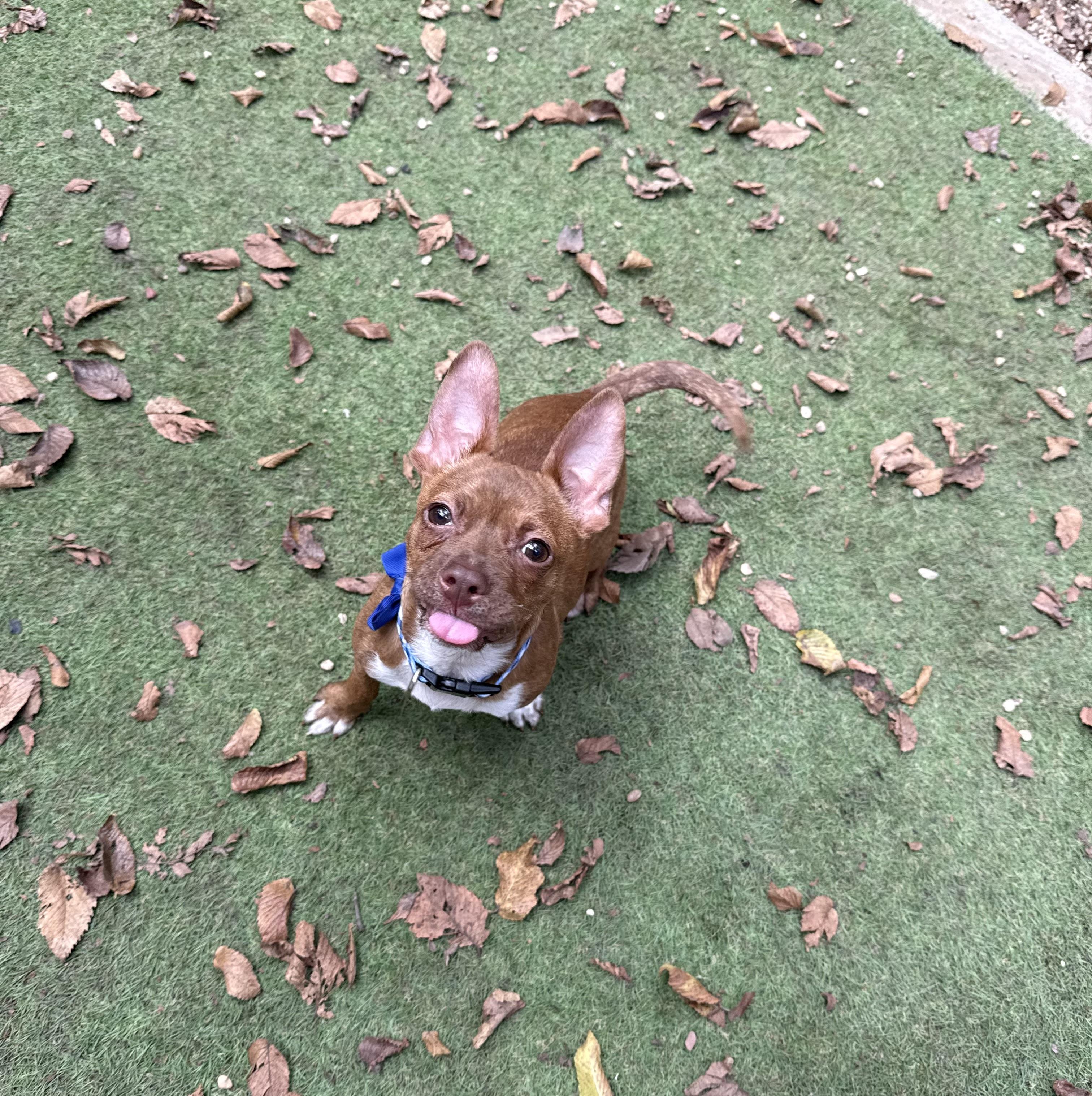 Enlarge Little Vinny, an adopted Chiweenie in Dallas, TX image 5/5