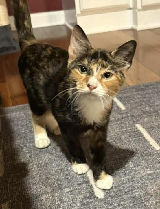 Enlarge Eva, a Adoptable Domestic Short Hair in Breinigsville, PA image 1/1