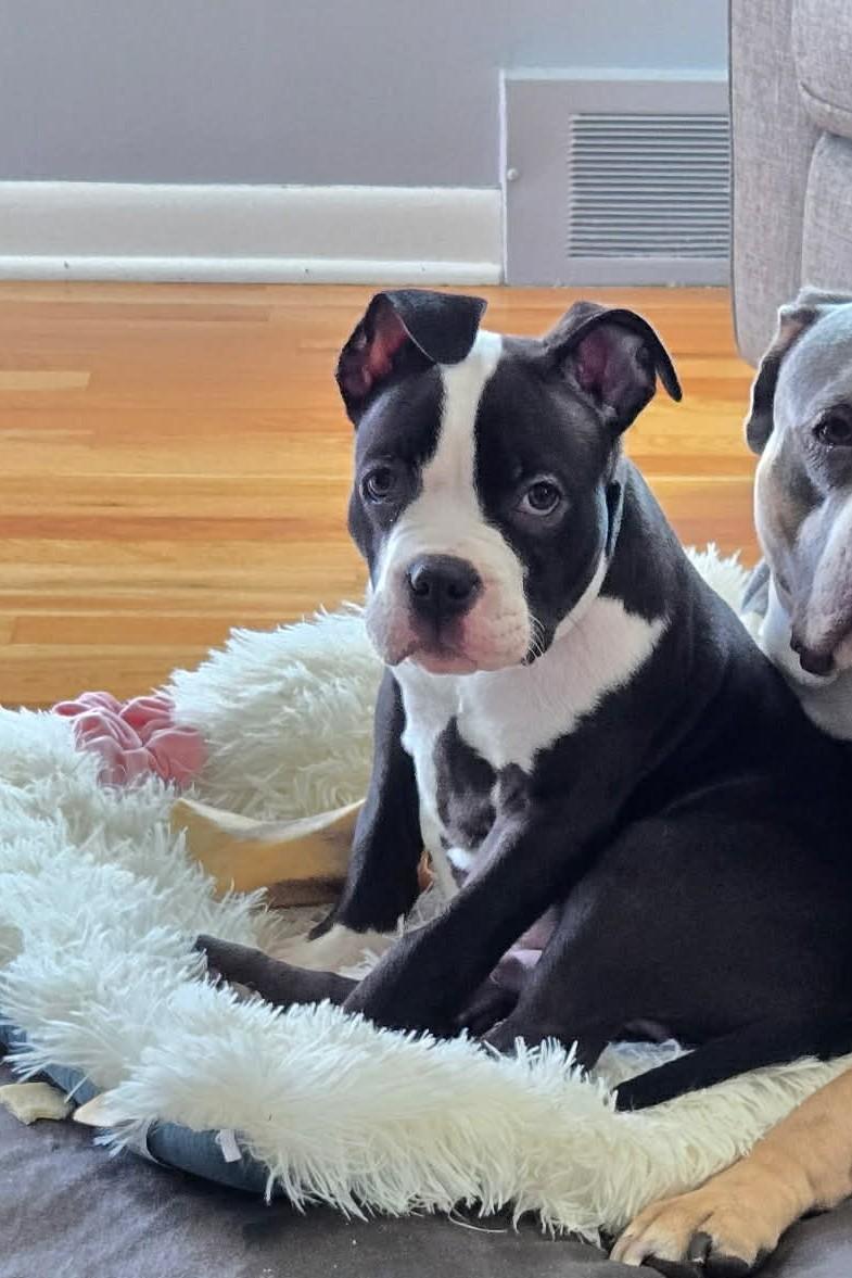 Potato, Adoptable, Puppy Male Pit Bull Terrier.