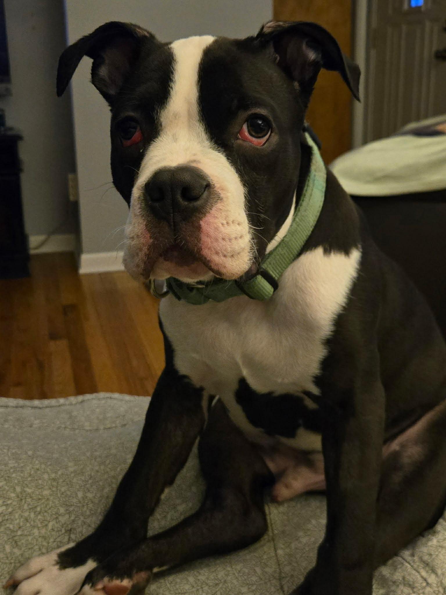 Enlarge Potato, a Adoptable mixed breed in St. Clair Shores, MI image 2/6