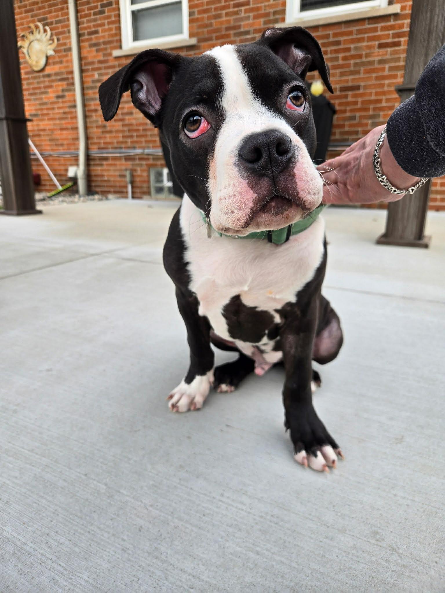 Enlarge Potato, a Adoptable mixed breed in St. Clair Shores, MI image 3/6