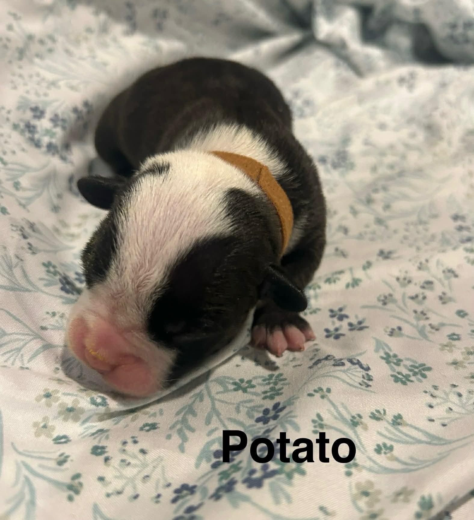 Enlarge Potato, a Adoptable mixed breed in St. Clair Shores, MI image 4/6