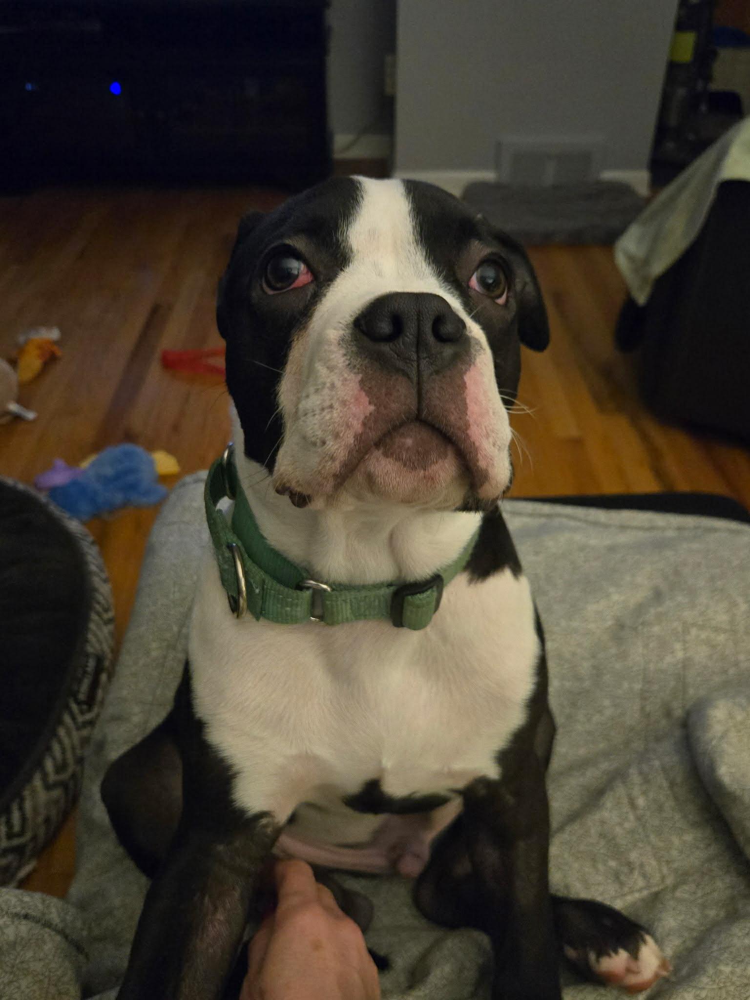 Enlarge Potato, a Adoptable mixed breed in St. Clair Shores, MI image 6/6