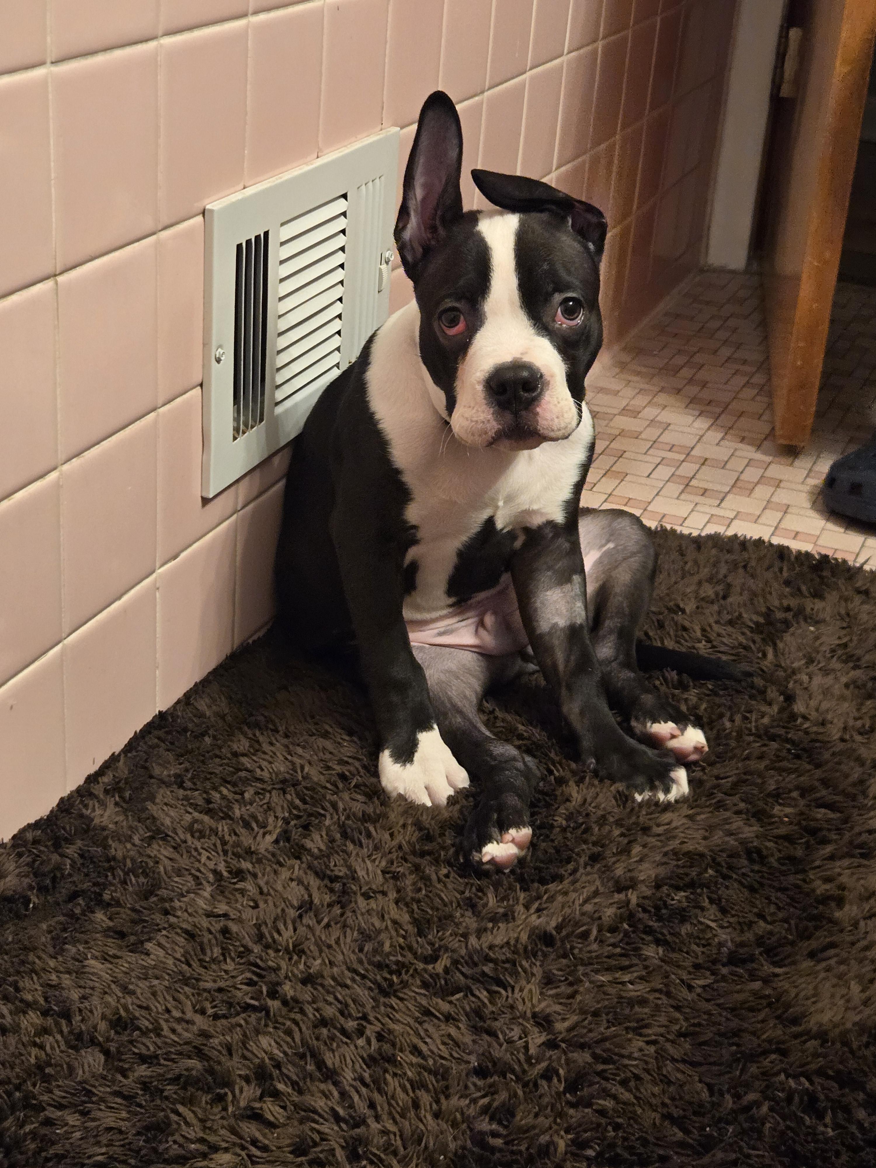Enlarge Potato, a Adoptable mixed breed in St. Clair Shores, MI image 5/6