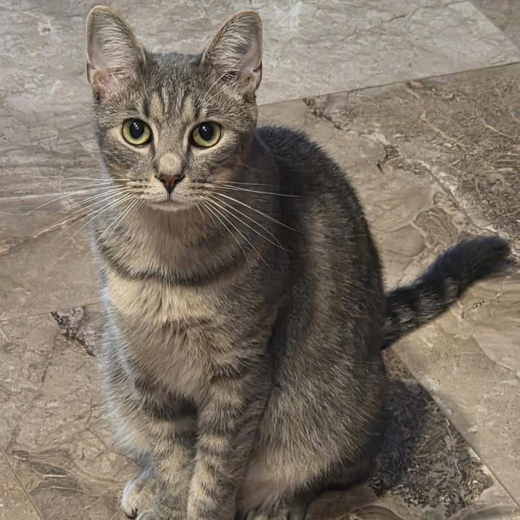 Shane, adoptable, Adult Male Domestic Short Hair.