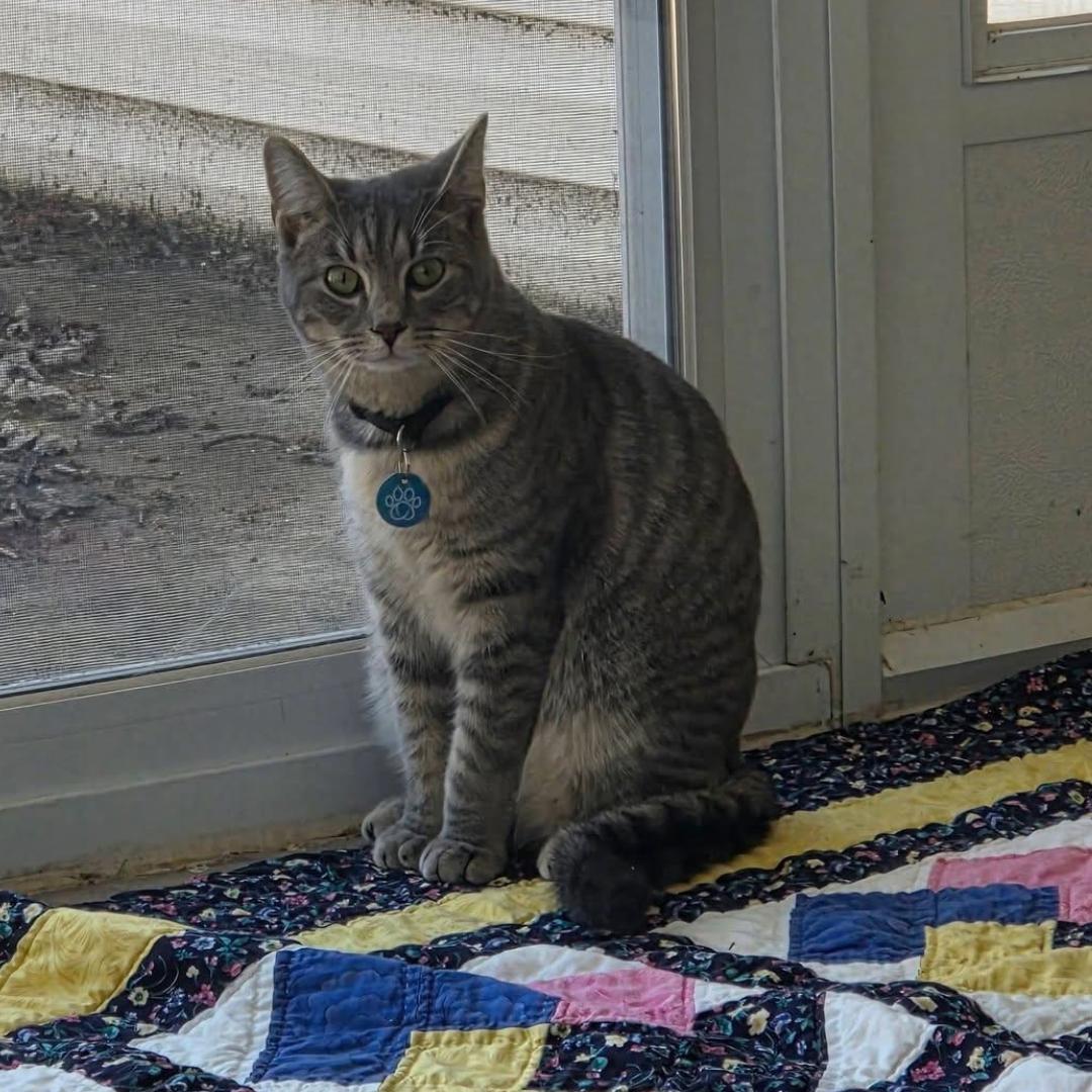 Shane, ADOPTABLE, Young Male Domestic Short Hair.