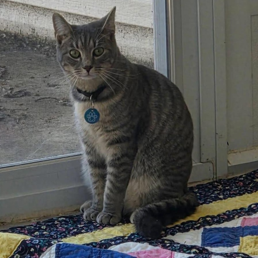 Enlarge Shane, an adoptable Domestic Short Hair in Bridgeville, PA image 2/2