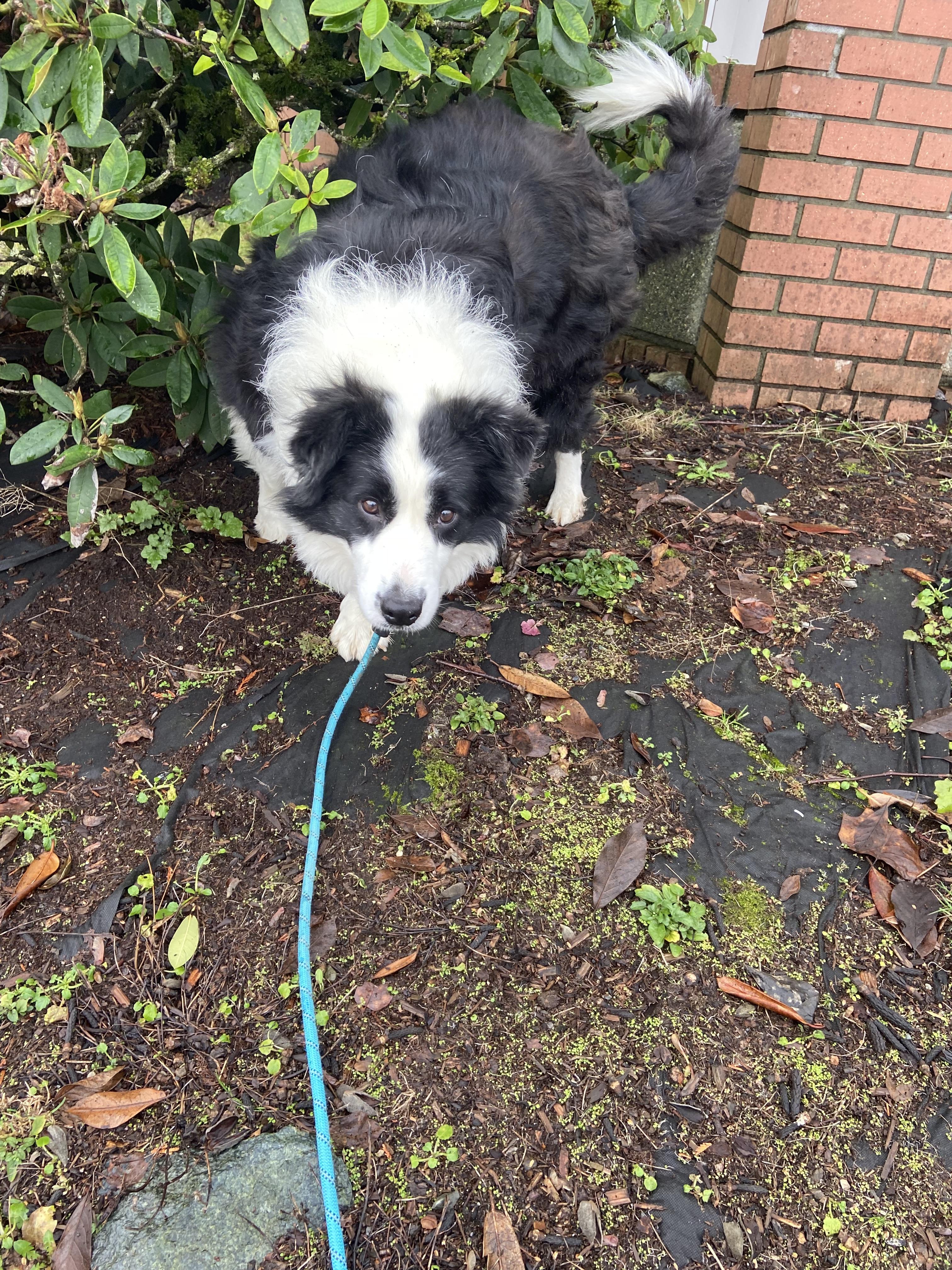 Enlarge Momo, a ADOPTABLE Border Collie in Surrey, BC image 3/6