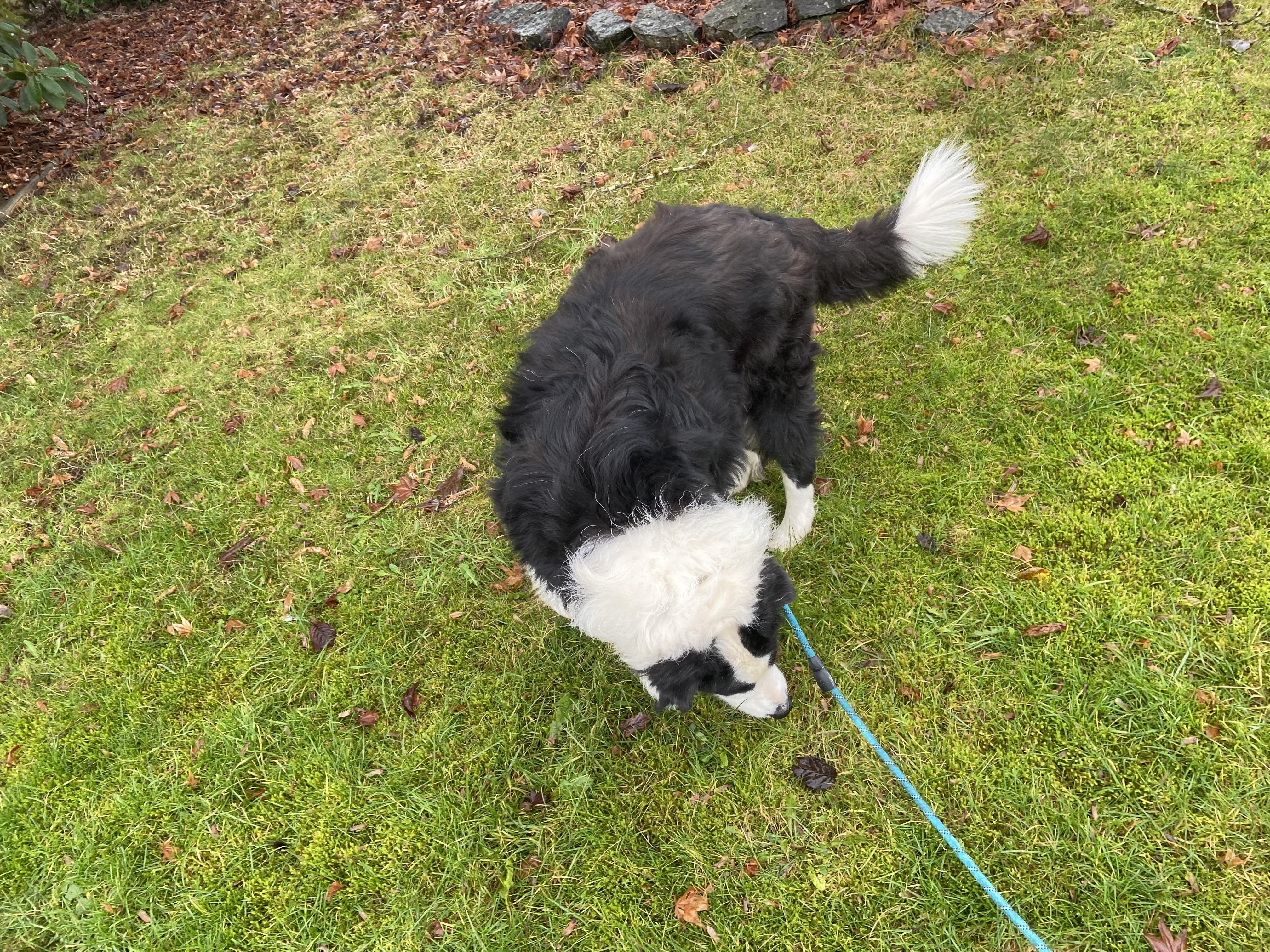Enlarge Momo, a ADOPTABLE Border Collie in Surrey, BC image 5/6