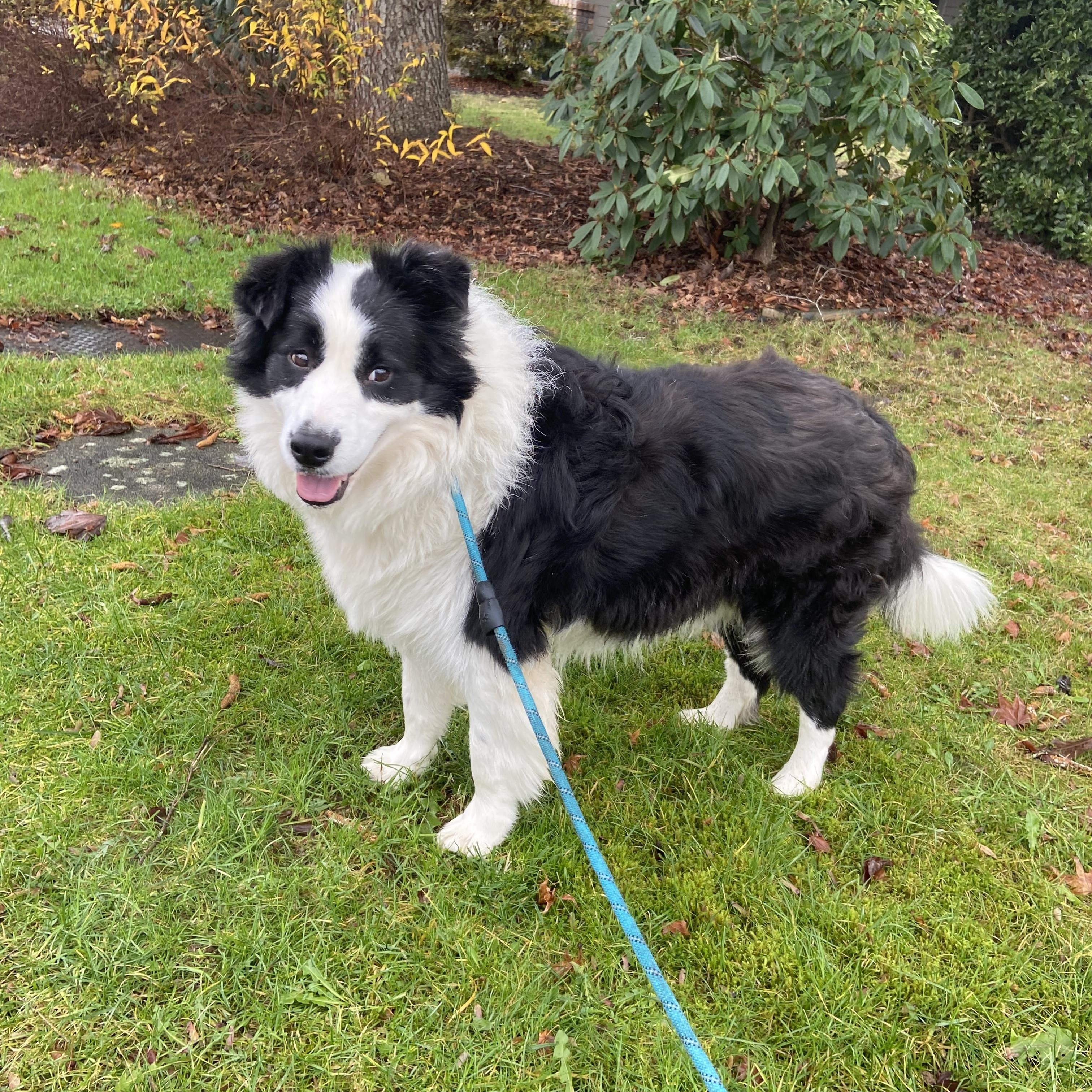 Enlarge Momo, a ADOPTABLE Border Collie in Surrey, BC image 1/6