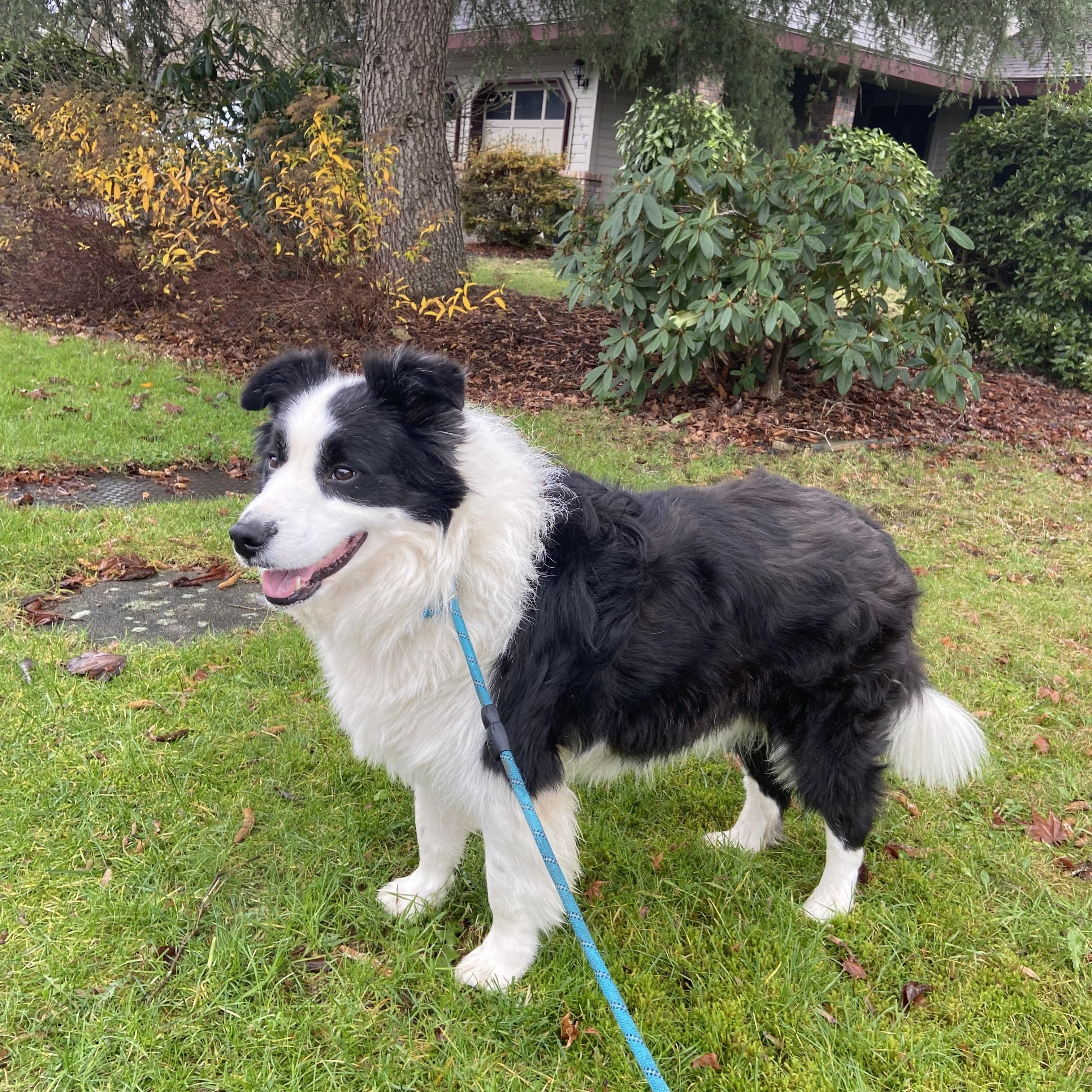 Enlarge Momo, a ADOPTABLE Border Collie in Surrey, BC image 6/6