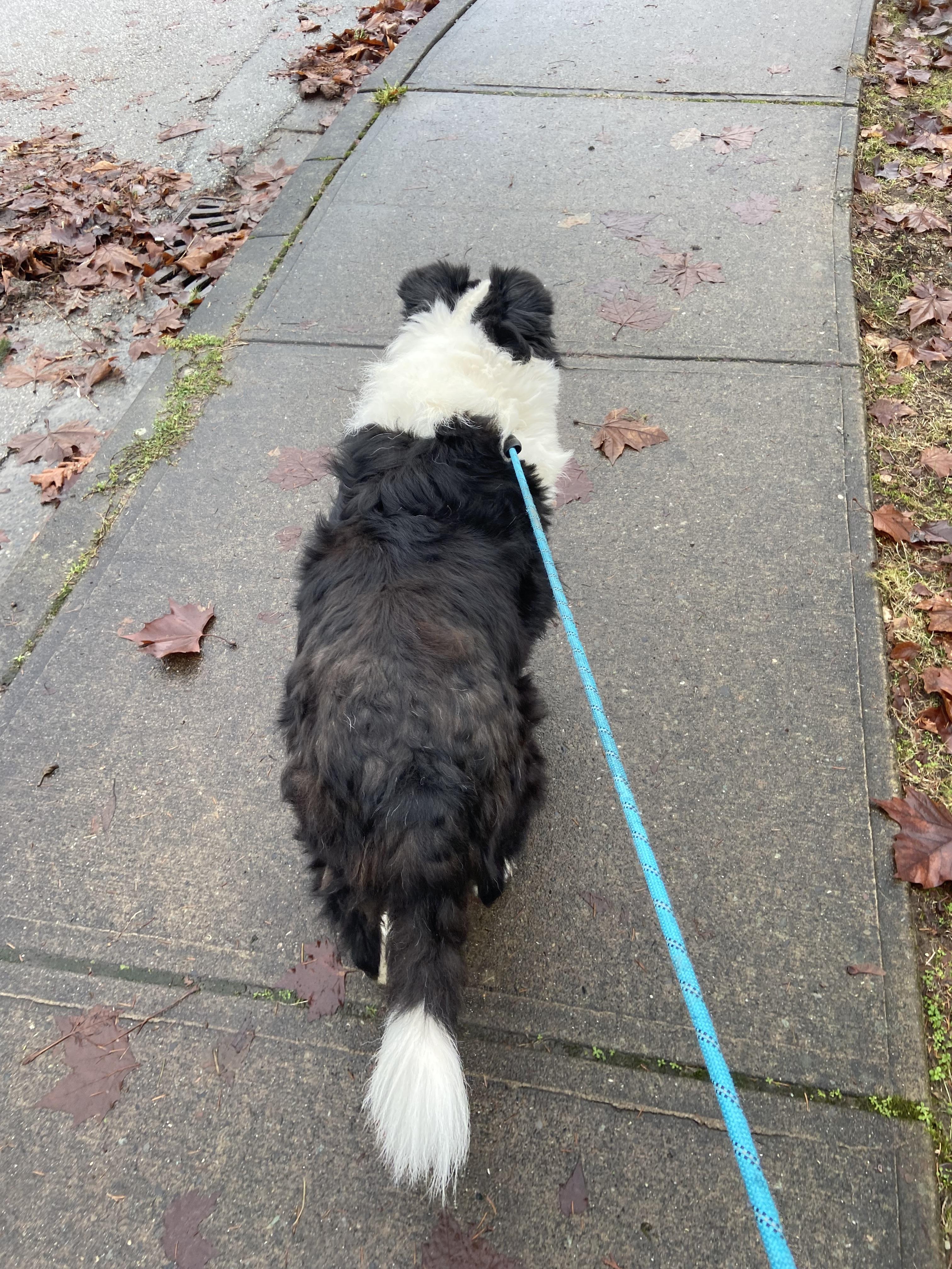 Enlarge Momo, a ADOPTABLE Border Collie in Surrey, BC image 4/6