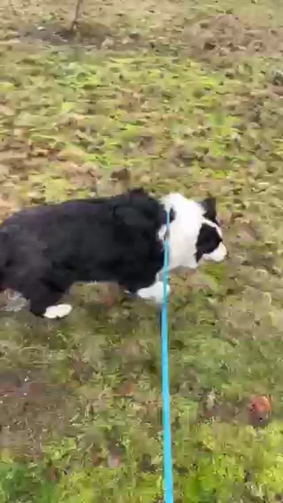 Enlarge Momo, a ADOPTABLE Border Collie in Surrey, BC video 2/6