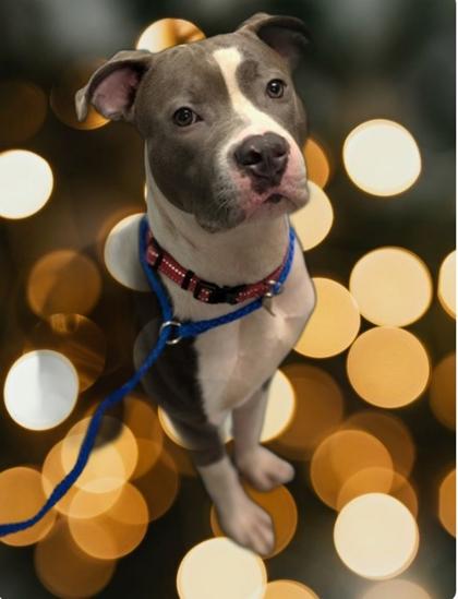 Enlarge Doctor Mario (in Foster), a Adoptable mixed breed in New Orleans, LA image 1/2