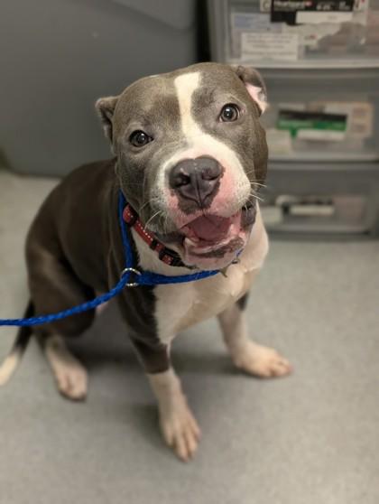 Enlarge Doctor Mario (in Foster), a Adoptable mixed breed in New Orleans, LA image 2/2