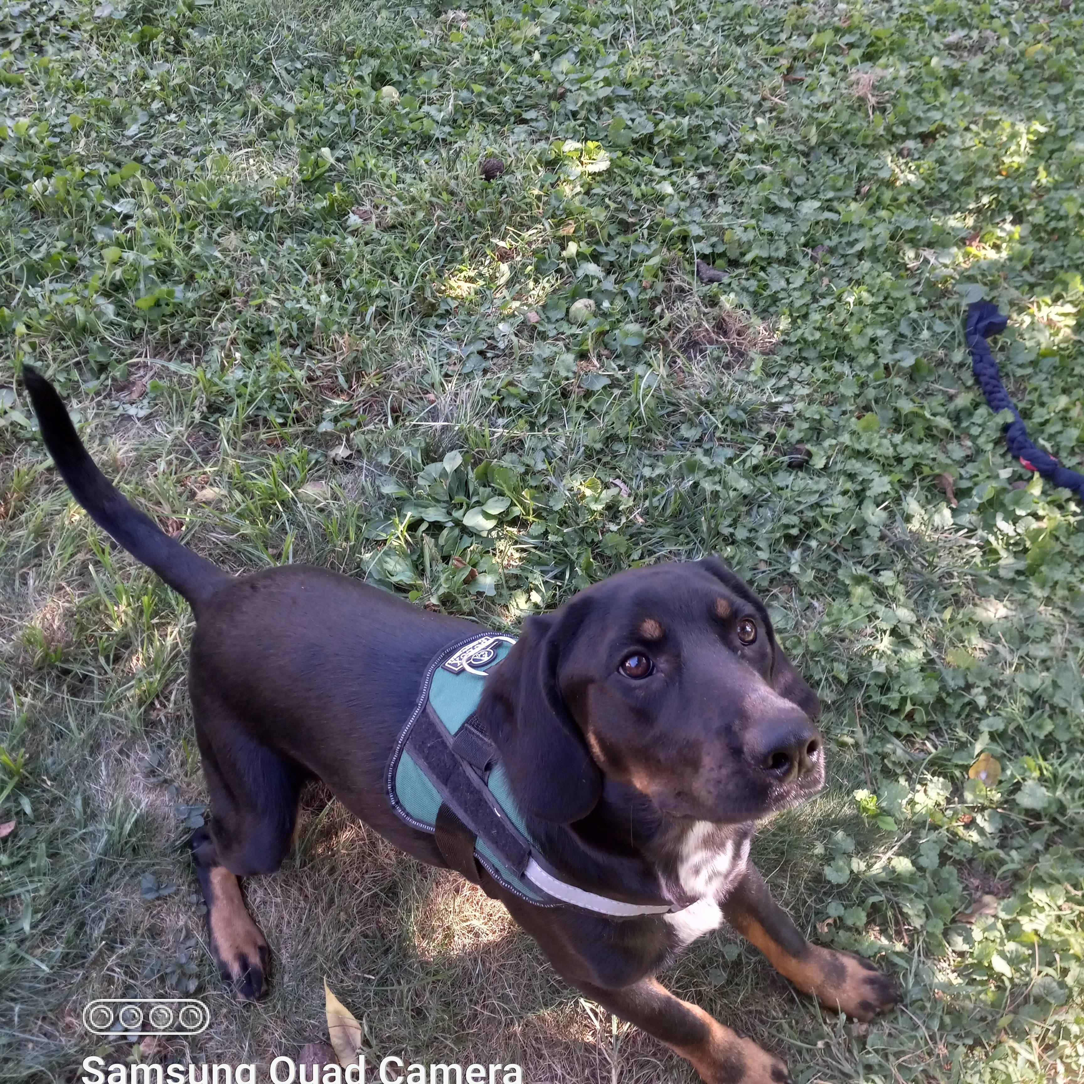 Manny, Adoptable, Young Male Beagle & Labrador Retriever.