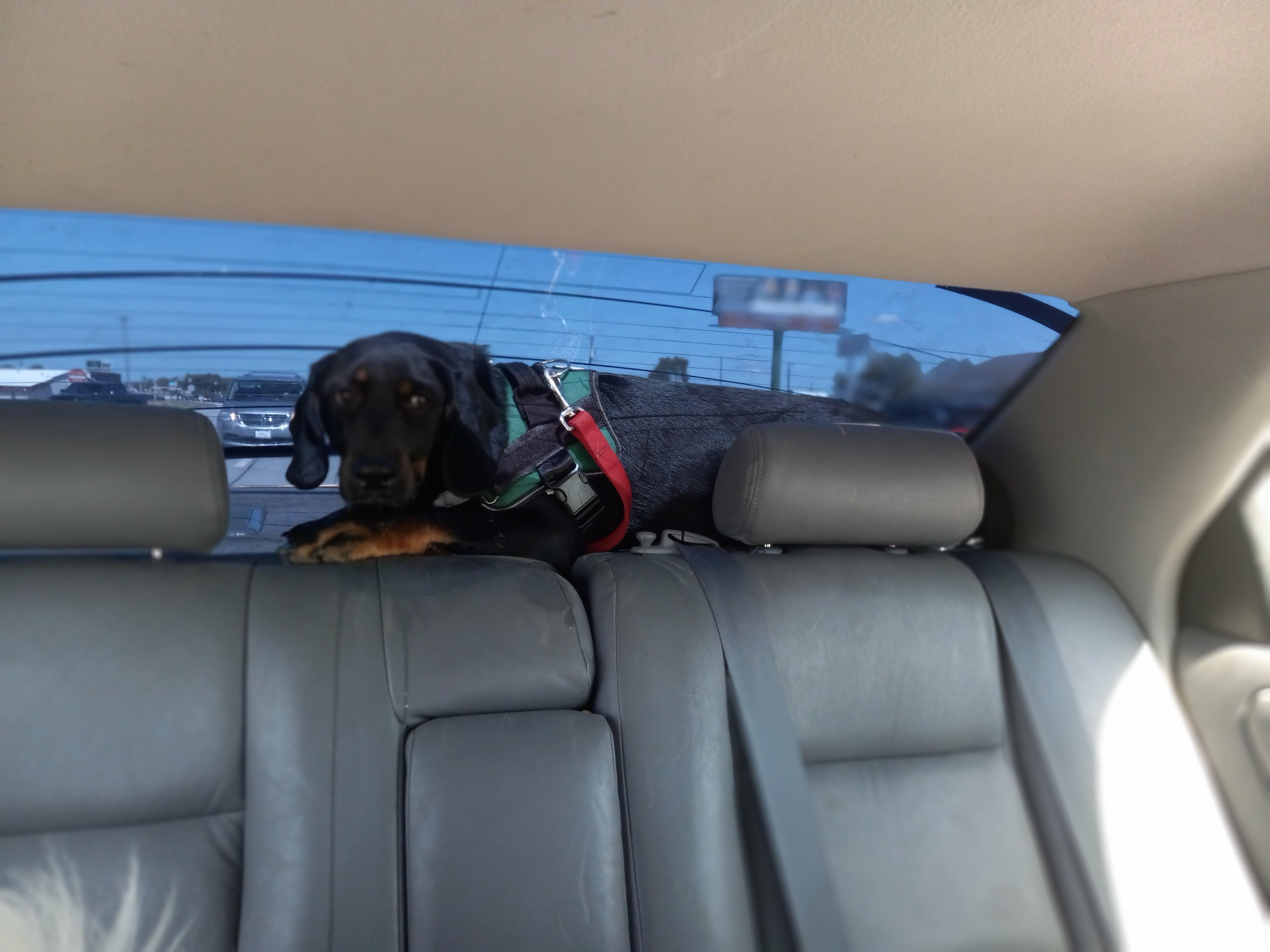 Enlarge Manny, a Adoptable mixed breed in Peru, IN image 3/4