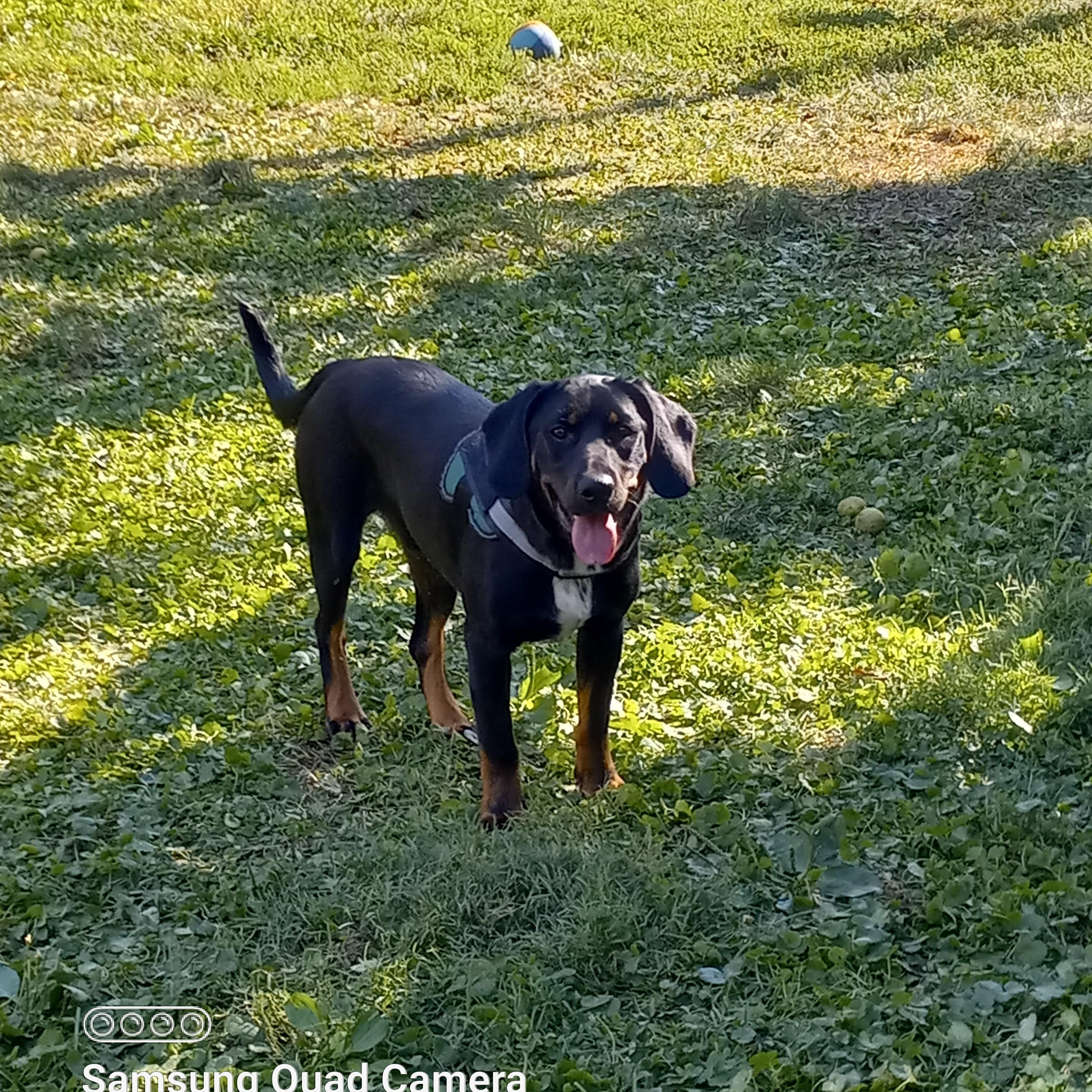 Enlarge Manny, a Adoptable mixed breed in Peru, IN image 2/4