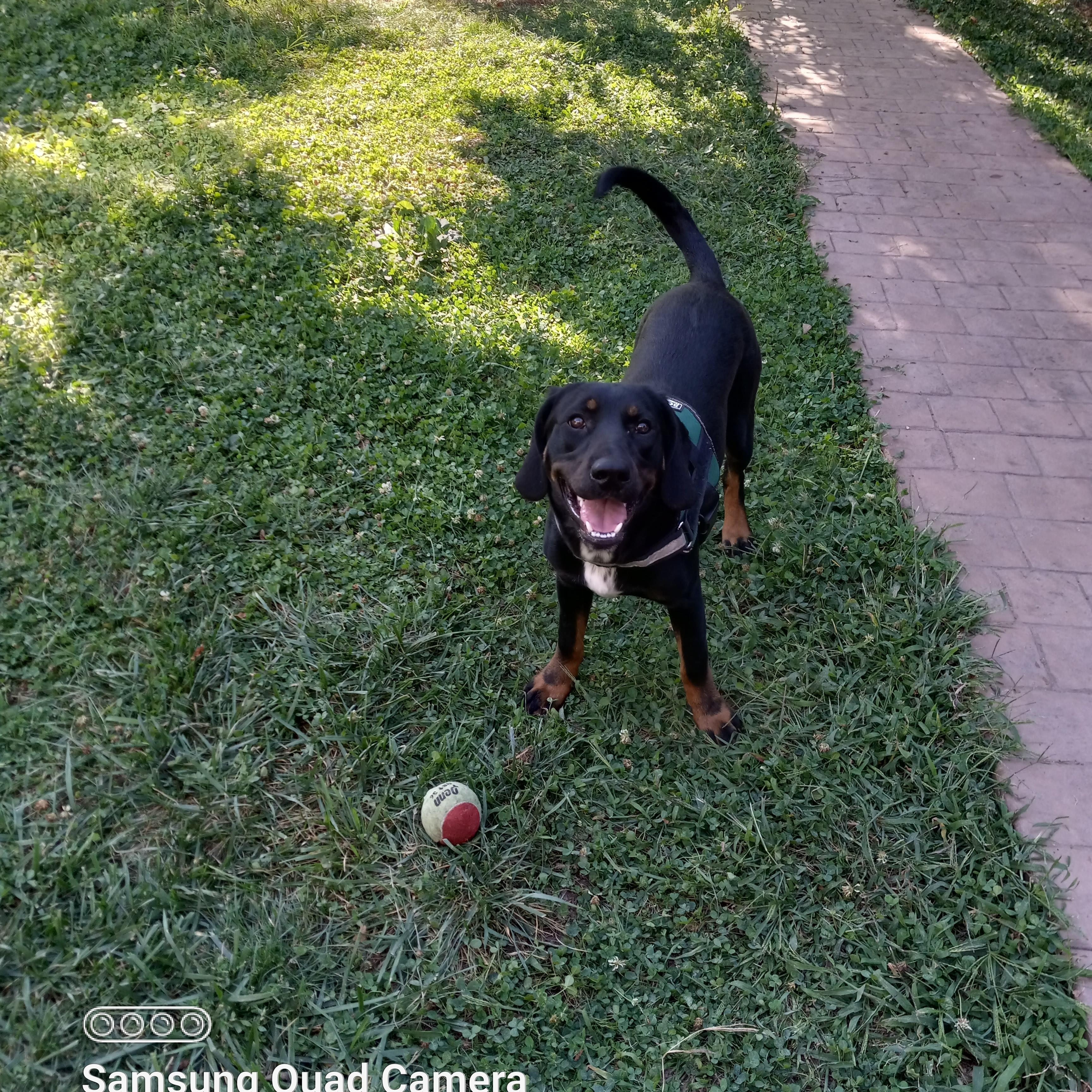 Enlarge Manny, a Adoptable mixed breed in Peru, IN image 4/4