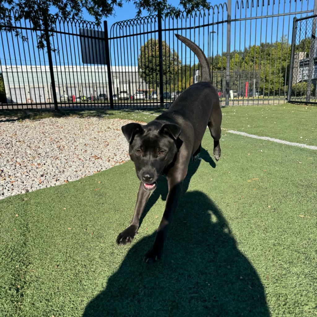 Qahwa — thumbnail 3