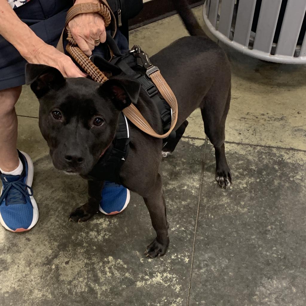 Qahwa — thumbnail 4