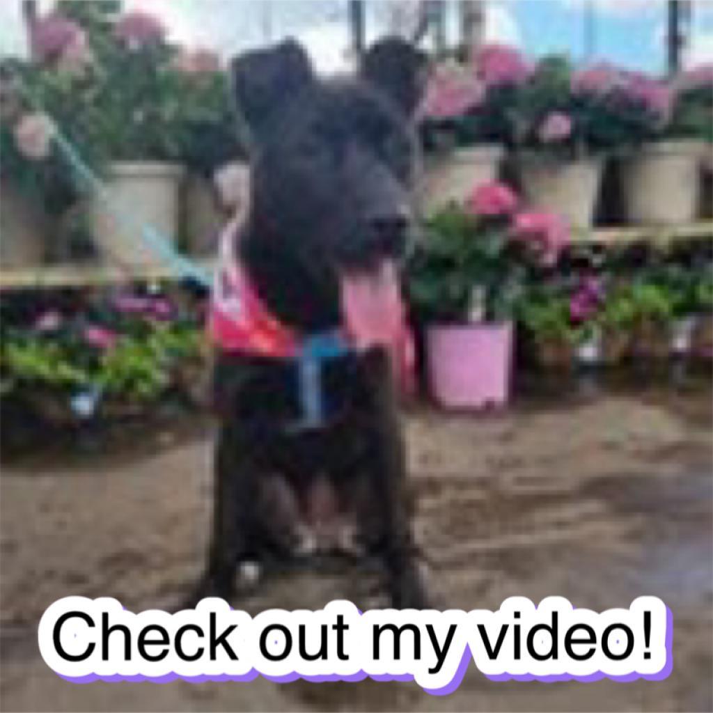 Qahwa — thumbnail 5